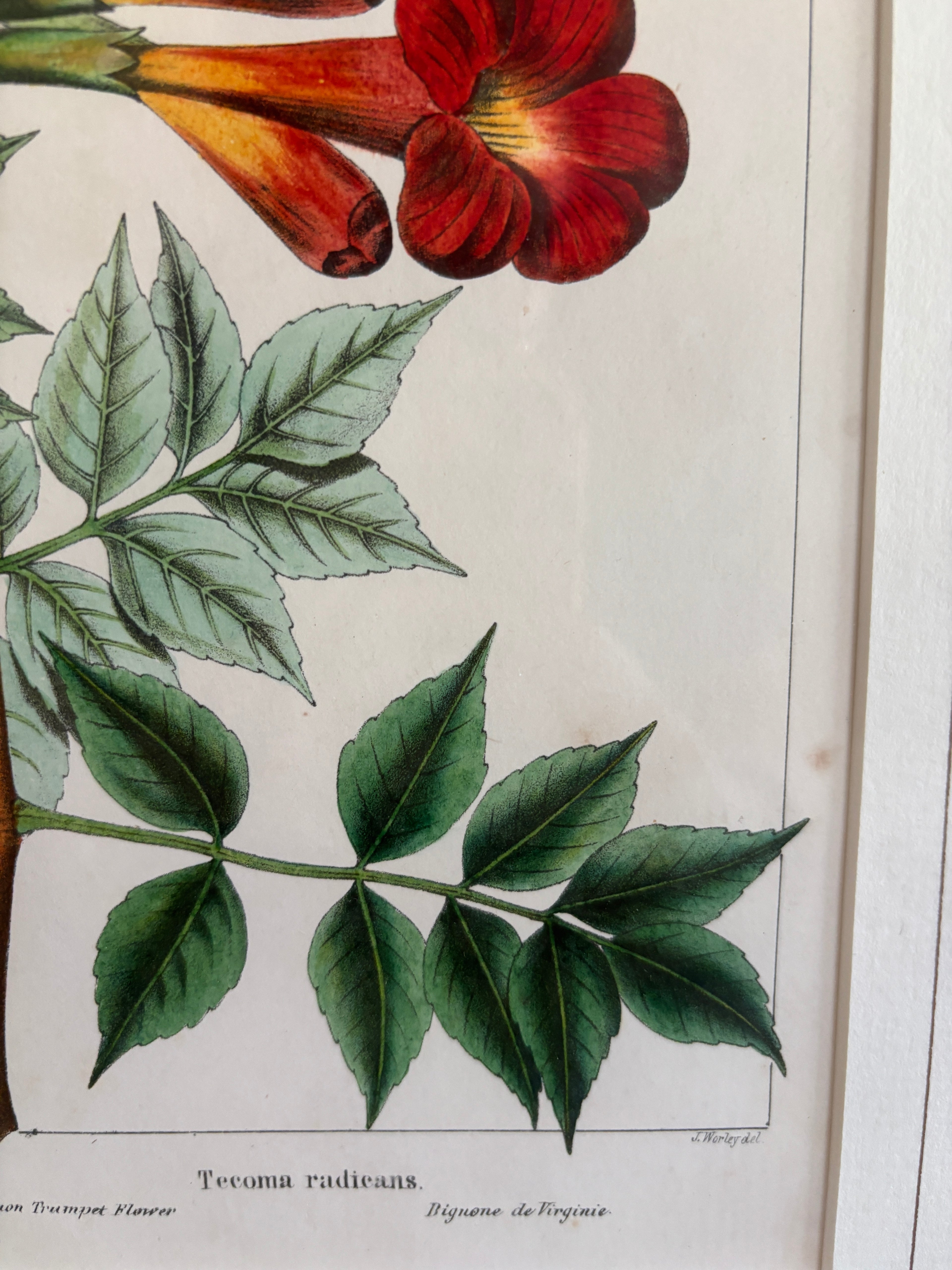Antique Botanical Hand-Colored Lithograph, Avicennia, 1859