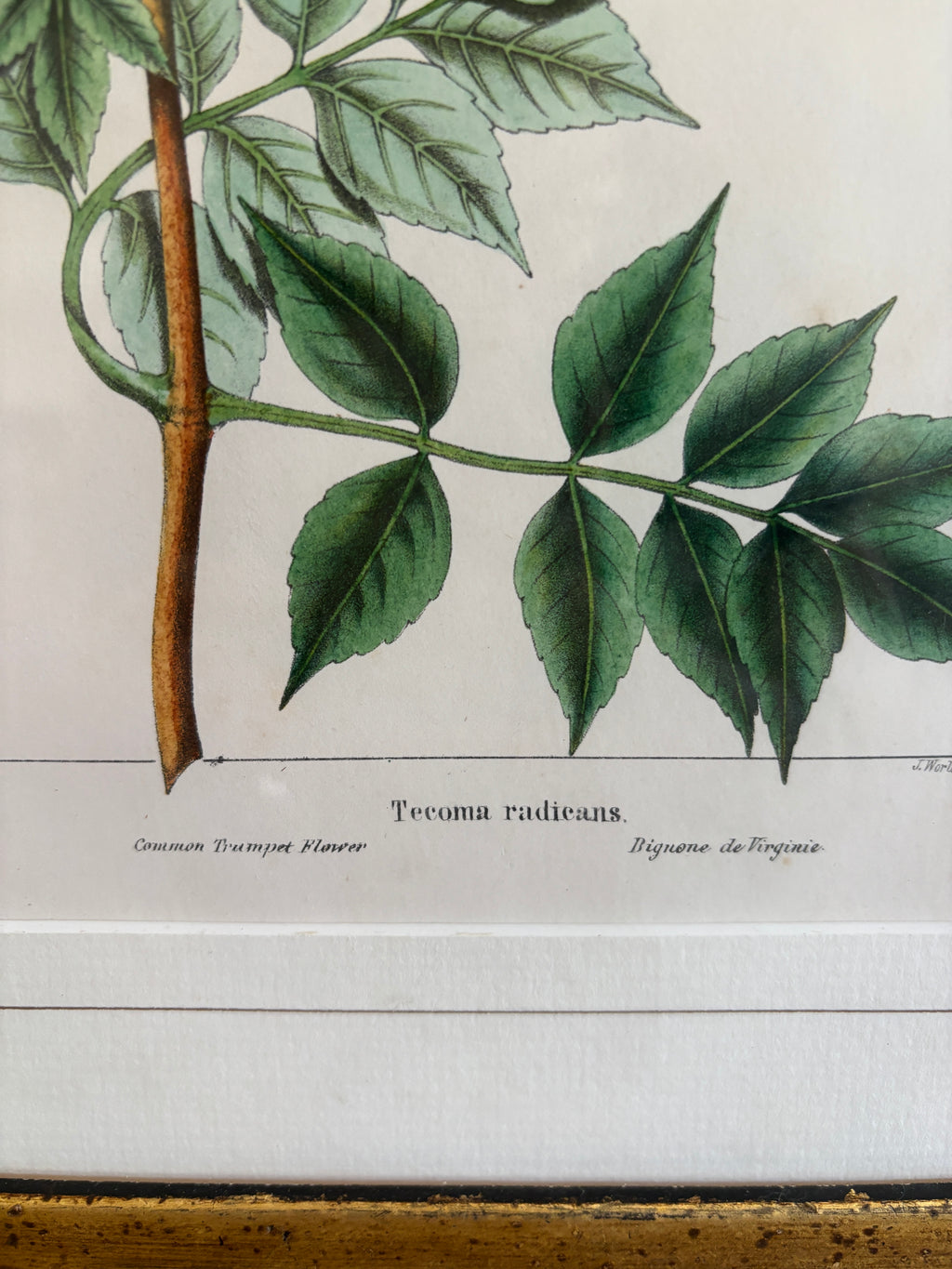 Antique Botanical Hand-Colored Lithograph, Avicennia, 1859
