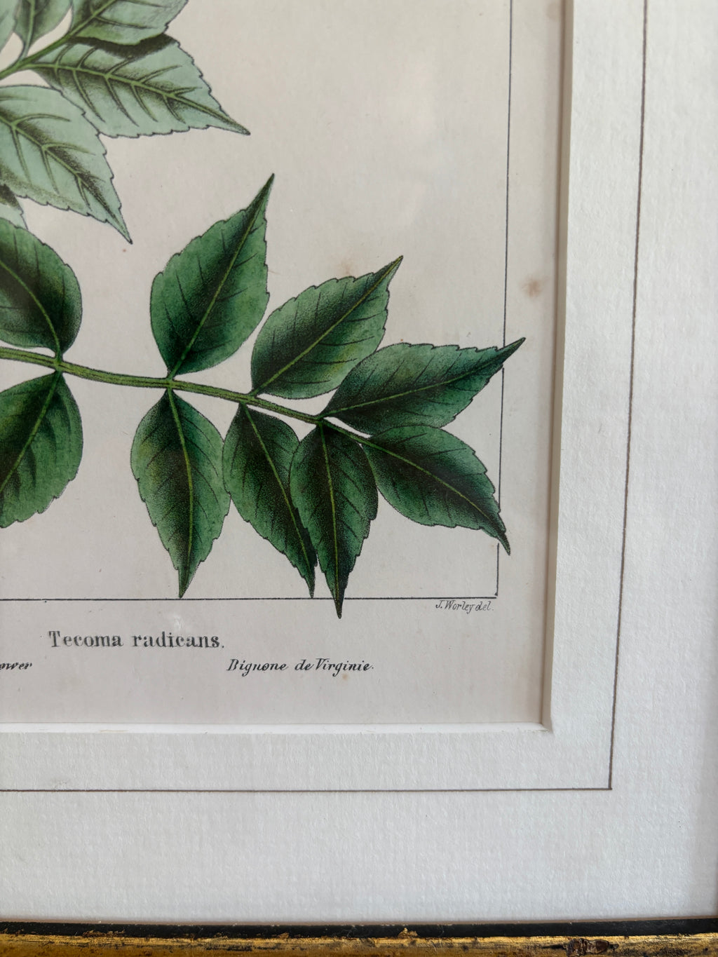 Antique Botanical Hand-Colored Lithograph, Avicennia, 1859