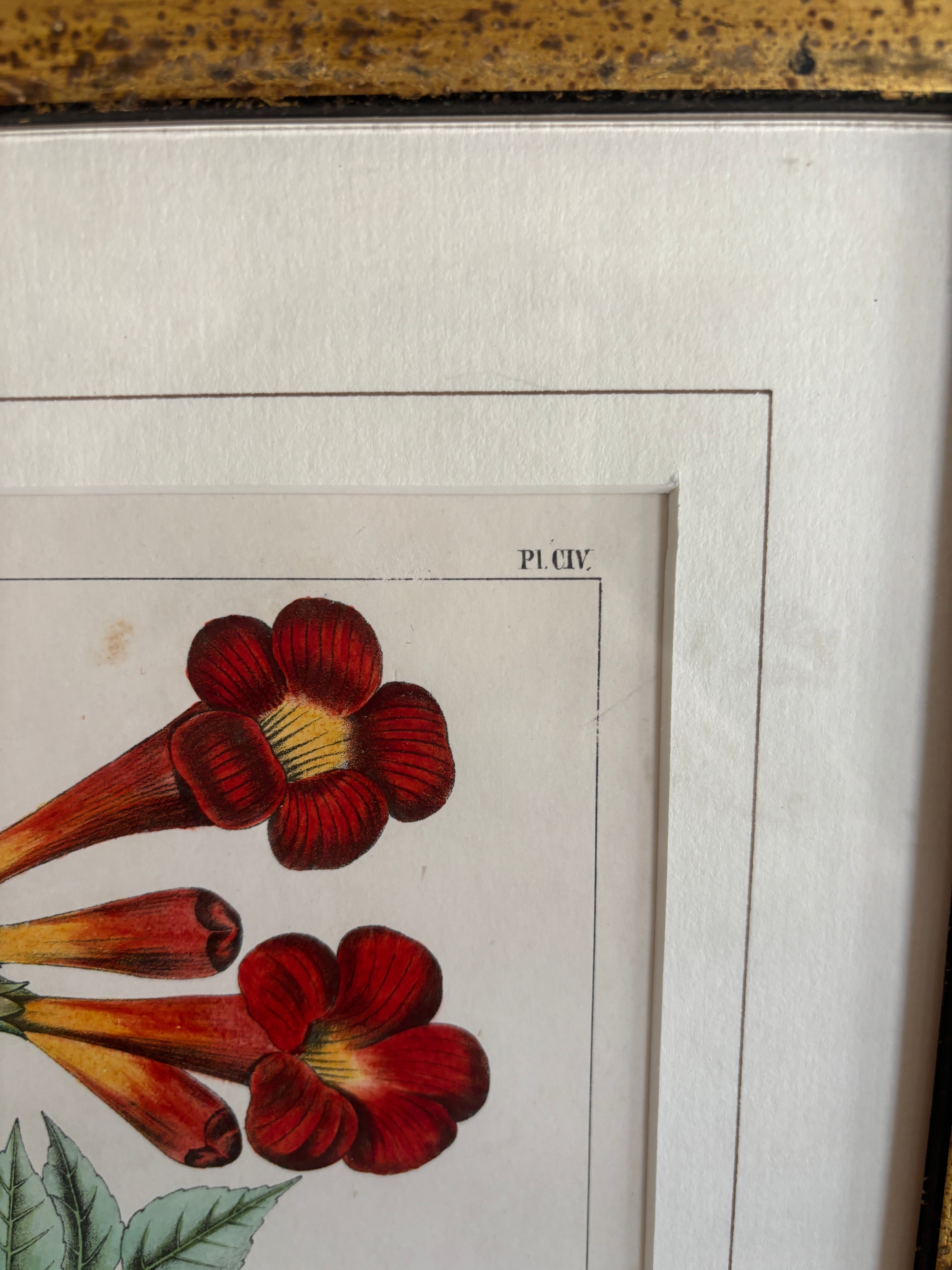 Antique Botanical Hand-Colored Lithograph, Avicennia, 1859