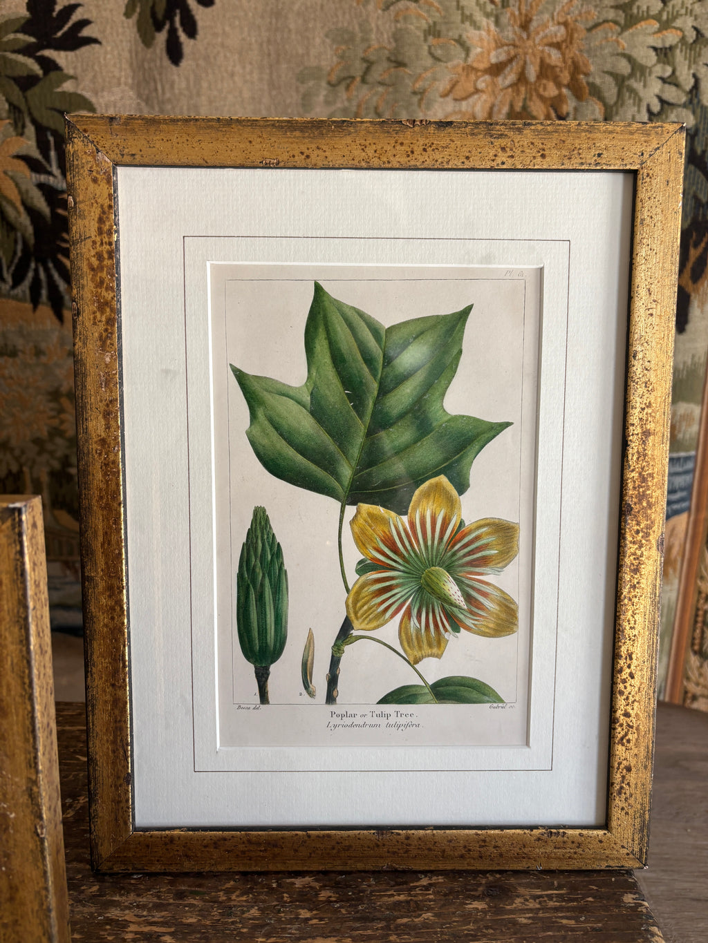 Antique Botanical Hand-Colored Lithograph, Poplar or Tulip Tree, 1859