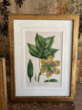 Antique Botanical Hand-Colored Lithograph, Poplar or Tulip Tree, 1859