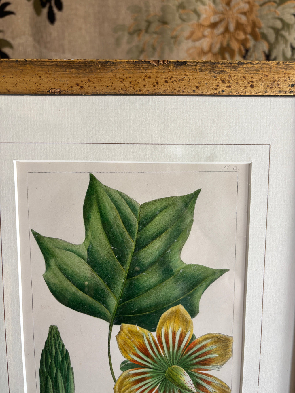 Antique Botanical Hand-Colored Lithograph, Poplar or Tulip Tree, 1859