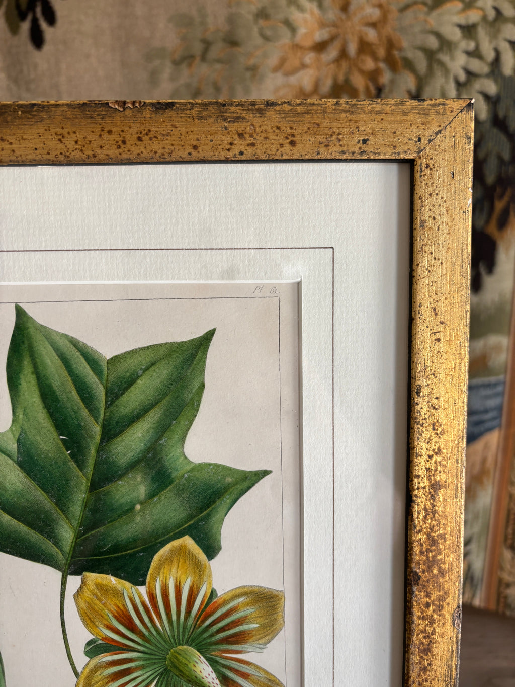 Antique Botanical Hand-Colored Lithograph, Poplar or Tulip Tree, 1859