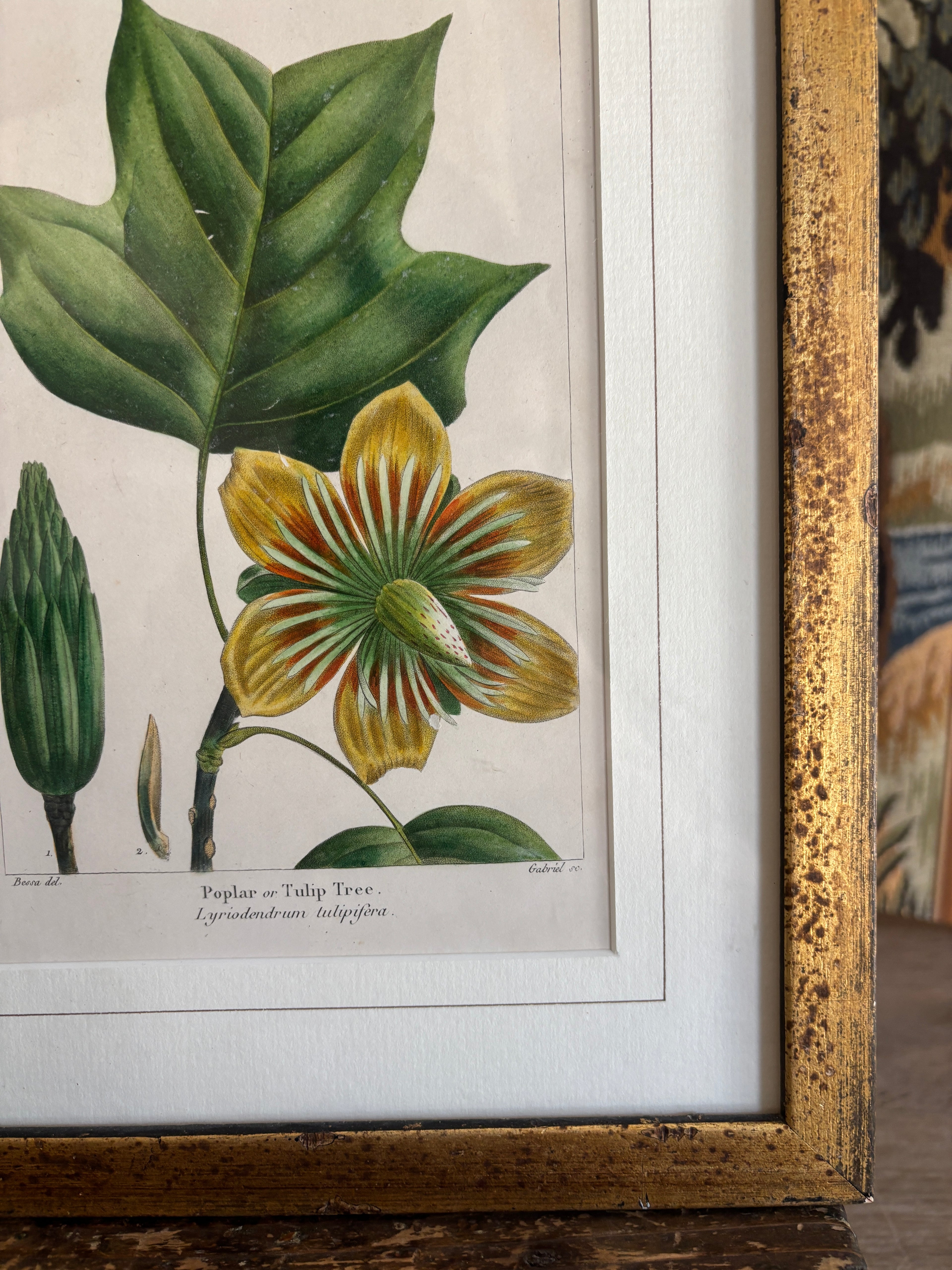 Antique Botanical Hand-Colored Lithograph, Poplar or Tulip Tree, 1859