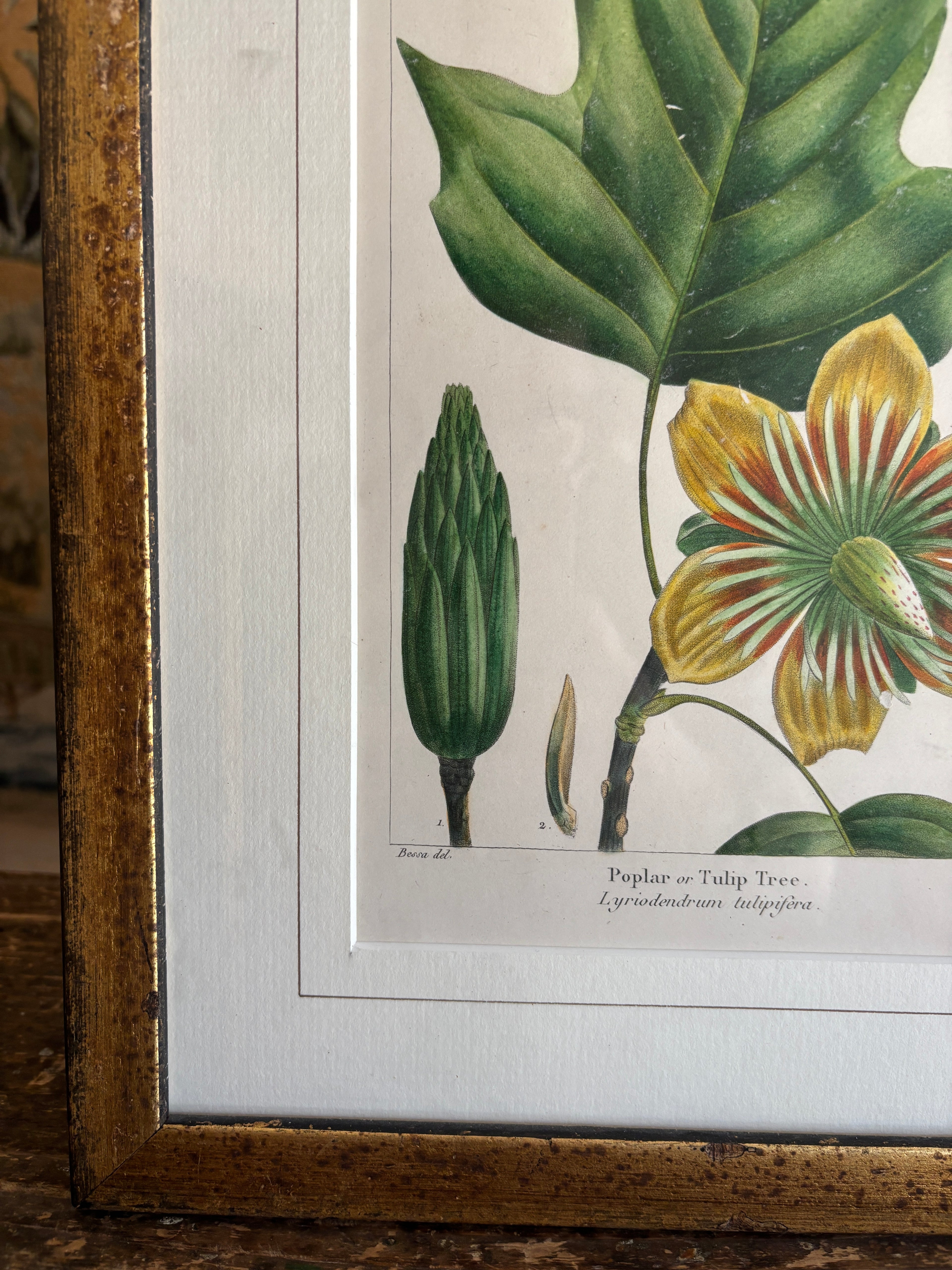 Antique Botanical Hand-Colored Lithograph, Poplar or Tulip Tree, 1859