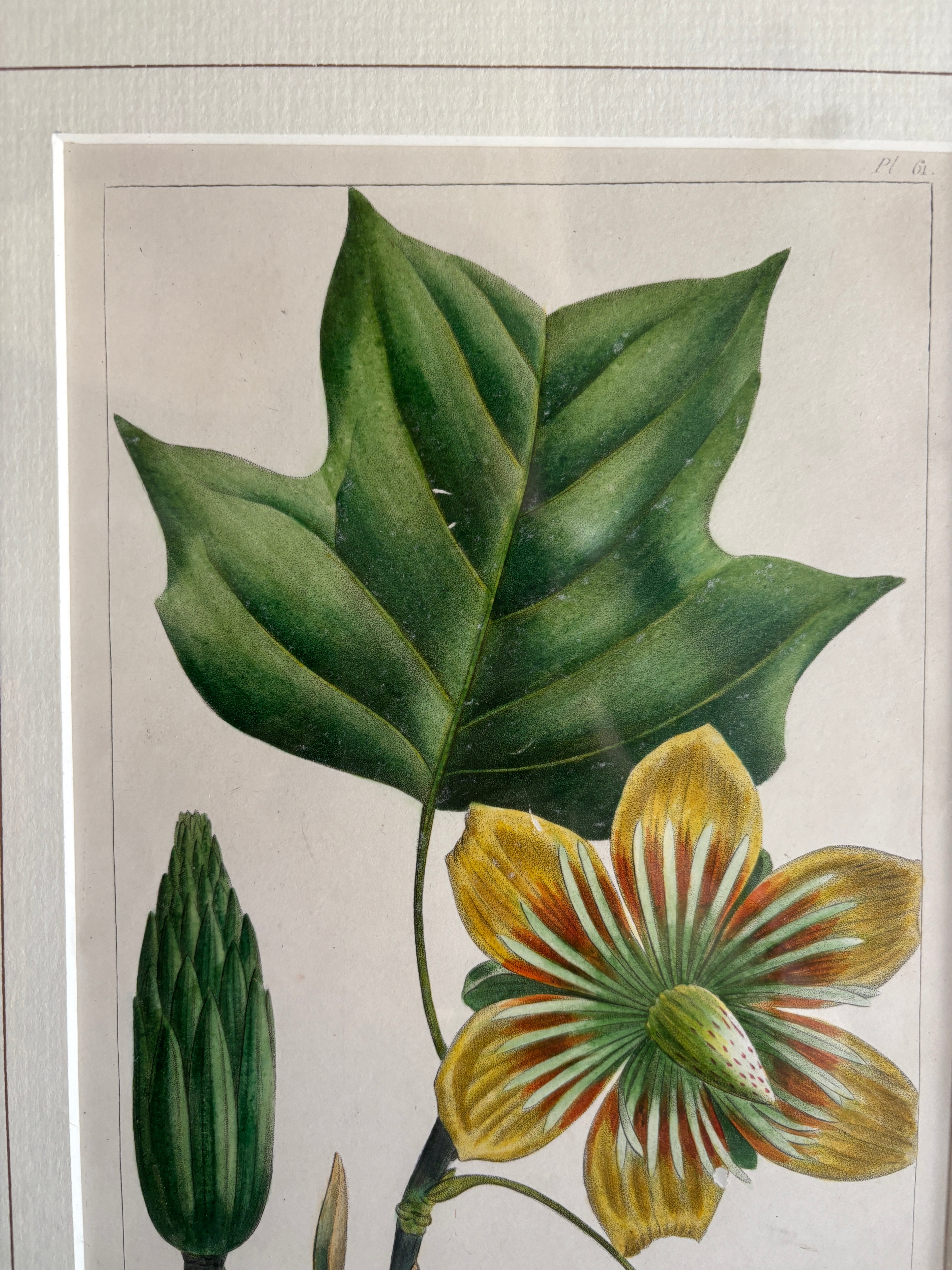 Antique Botanical Hand-Colored Lithograph, Poplar or Tulip Tree, 1859