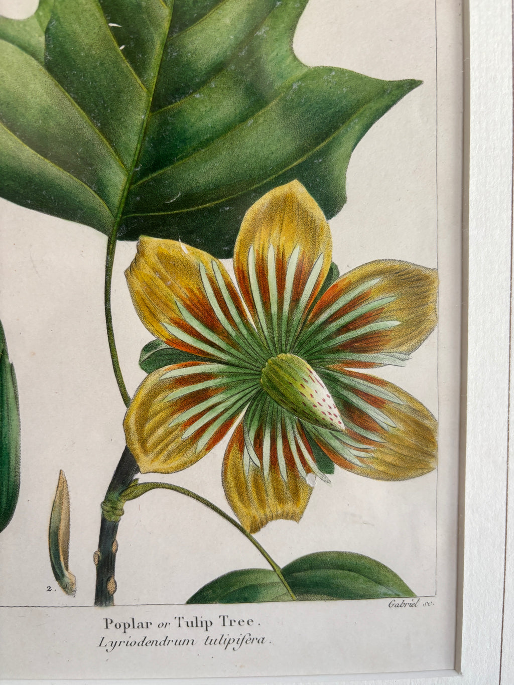 Antique Botanical Hand-Colored Lithograph, Poplar or Tulip Tree, 1859