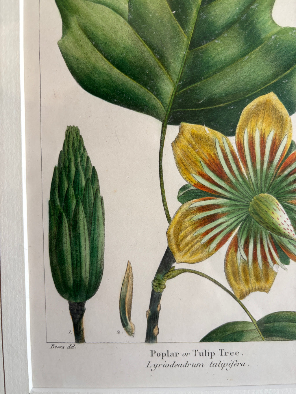 Antique Botanical Hand-Colored Lithograph, Poplar or Tulip Tree, 1859