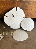 Sand Dollar Bundle