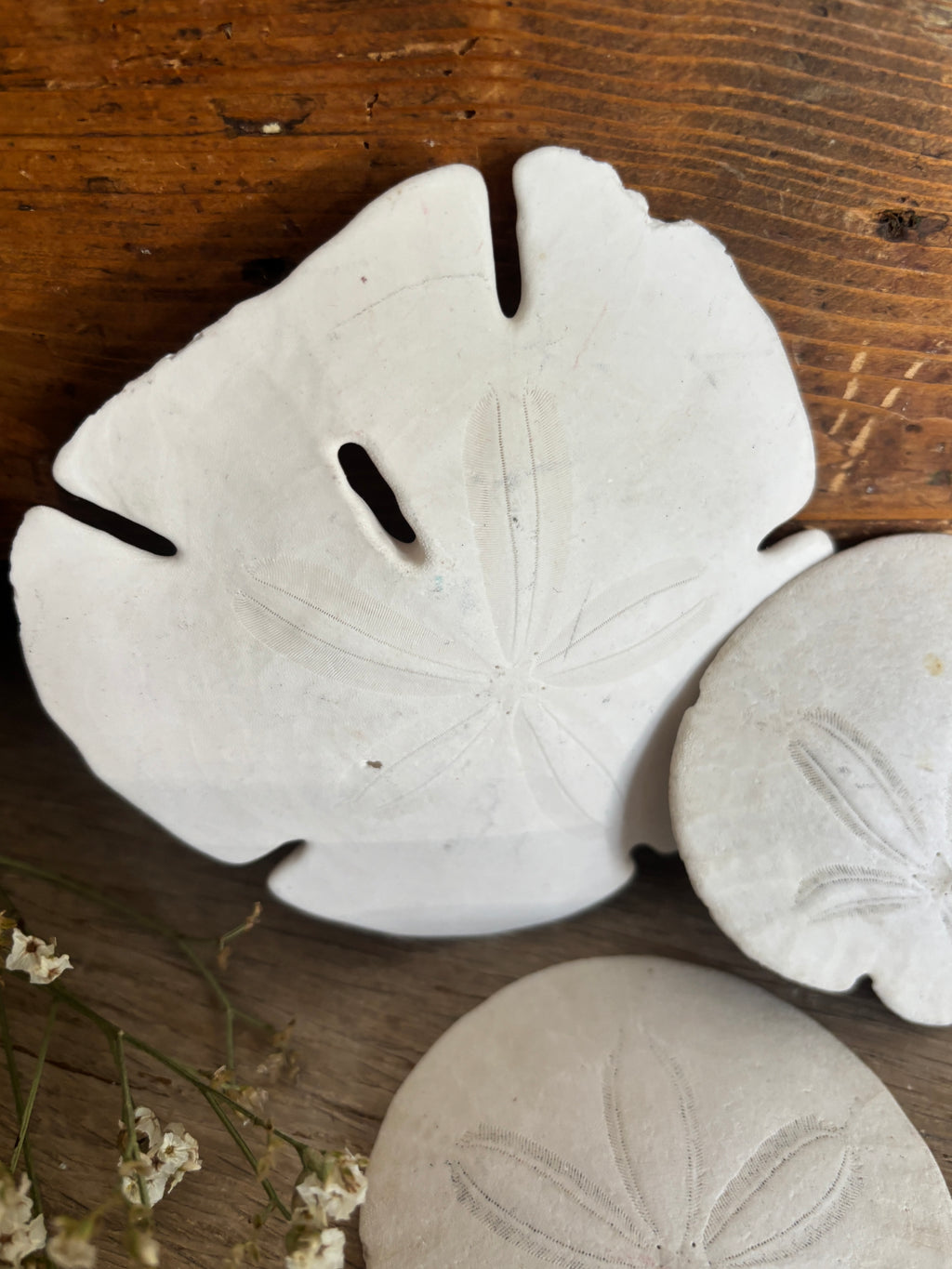 Sand Dollar Bundle