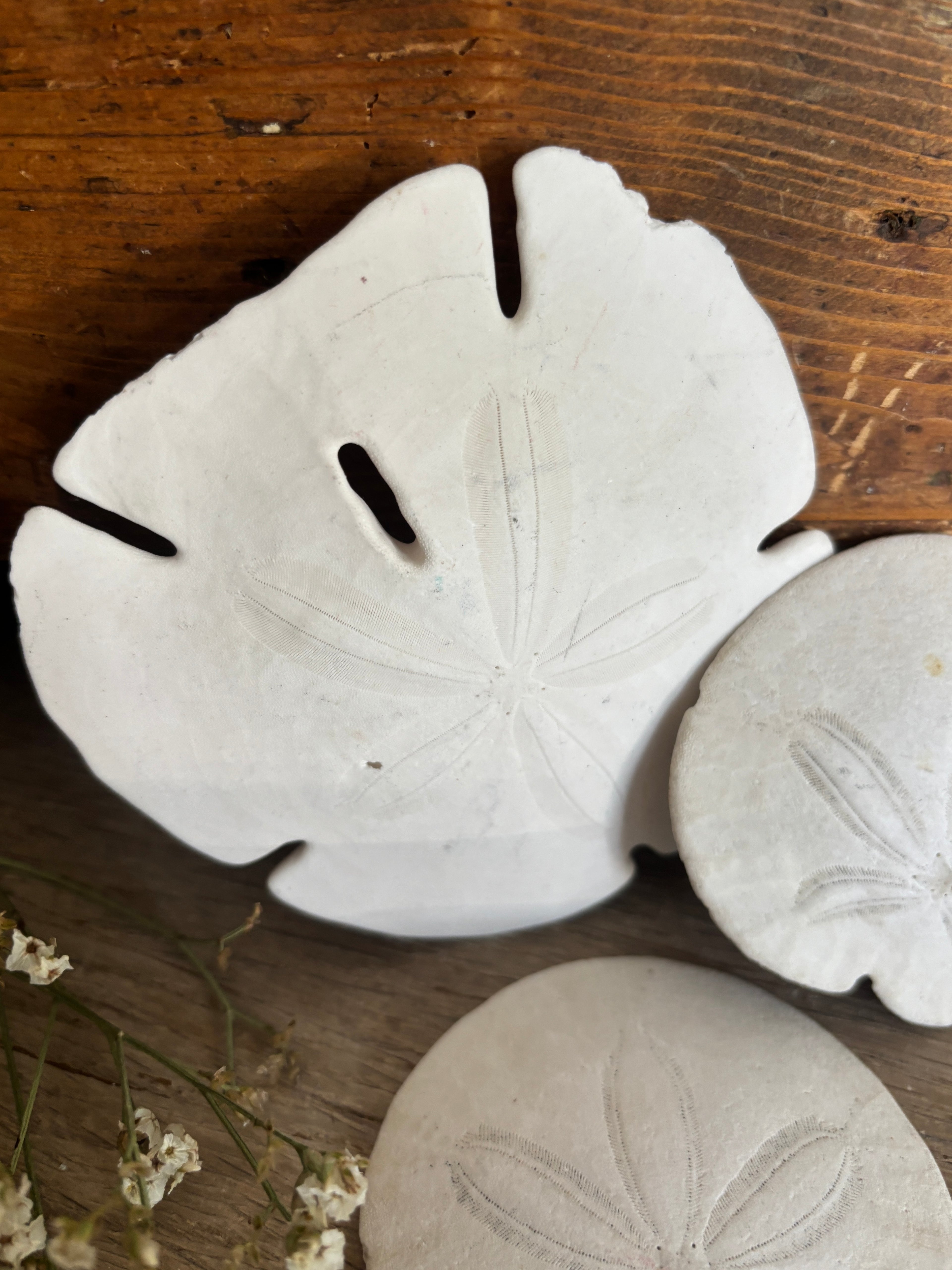 Sand Dollar Bundle