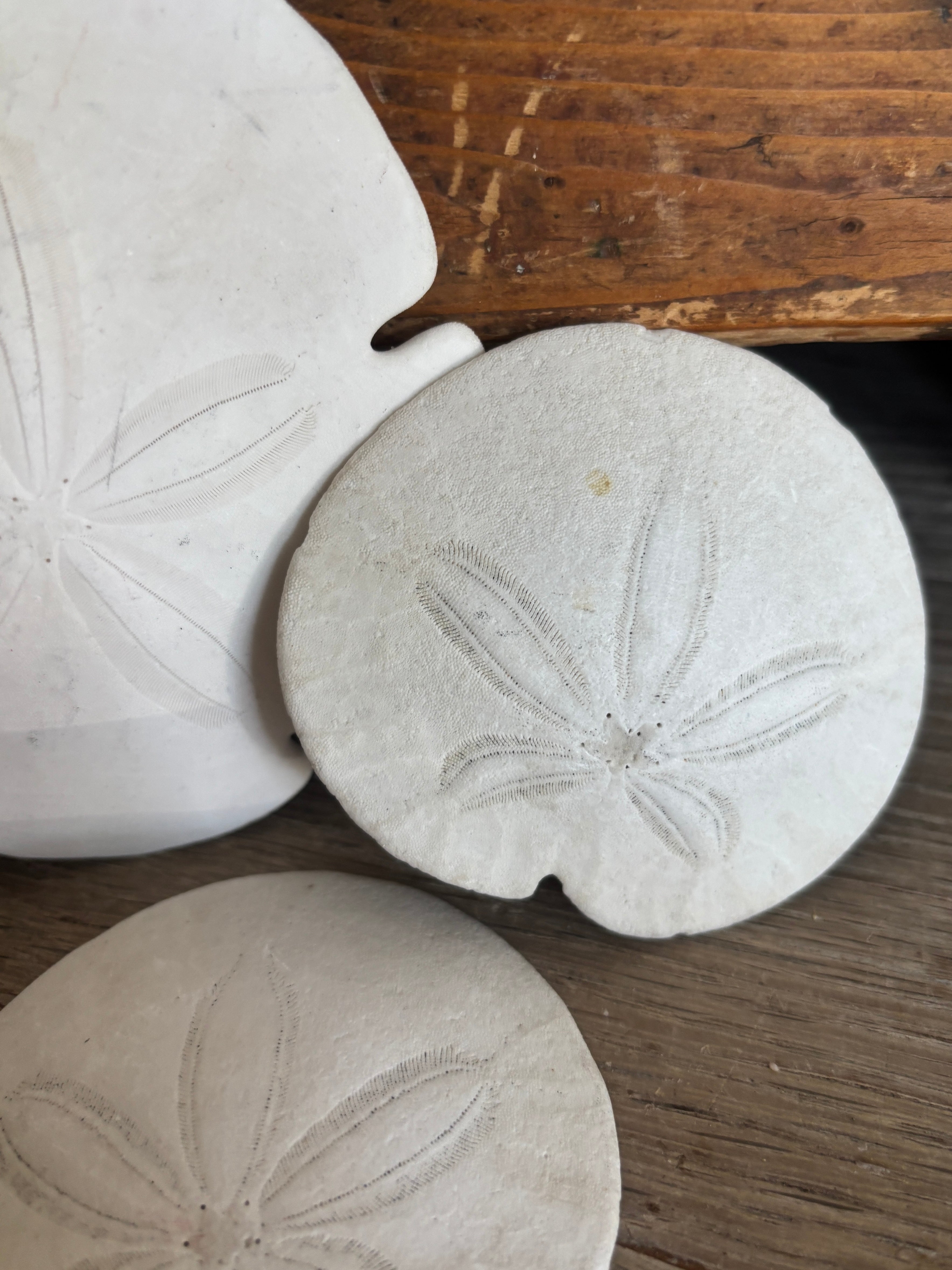 Sand Dollar Bundle