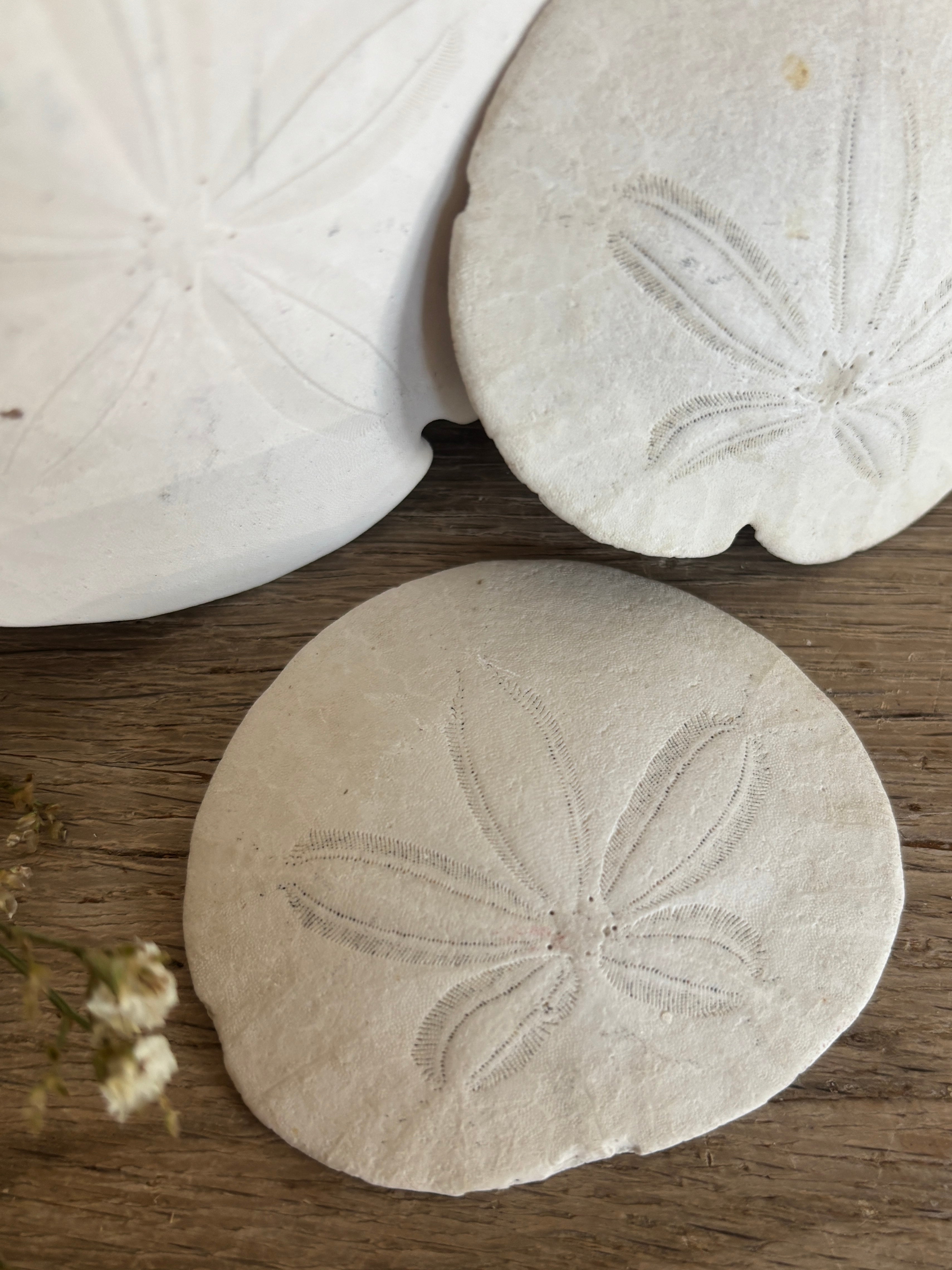 Sand Dollar Bundle