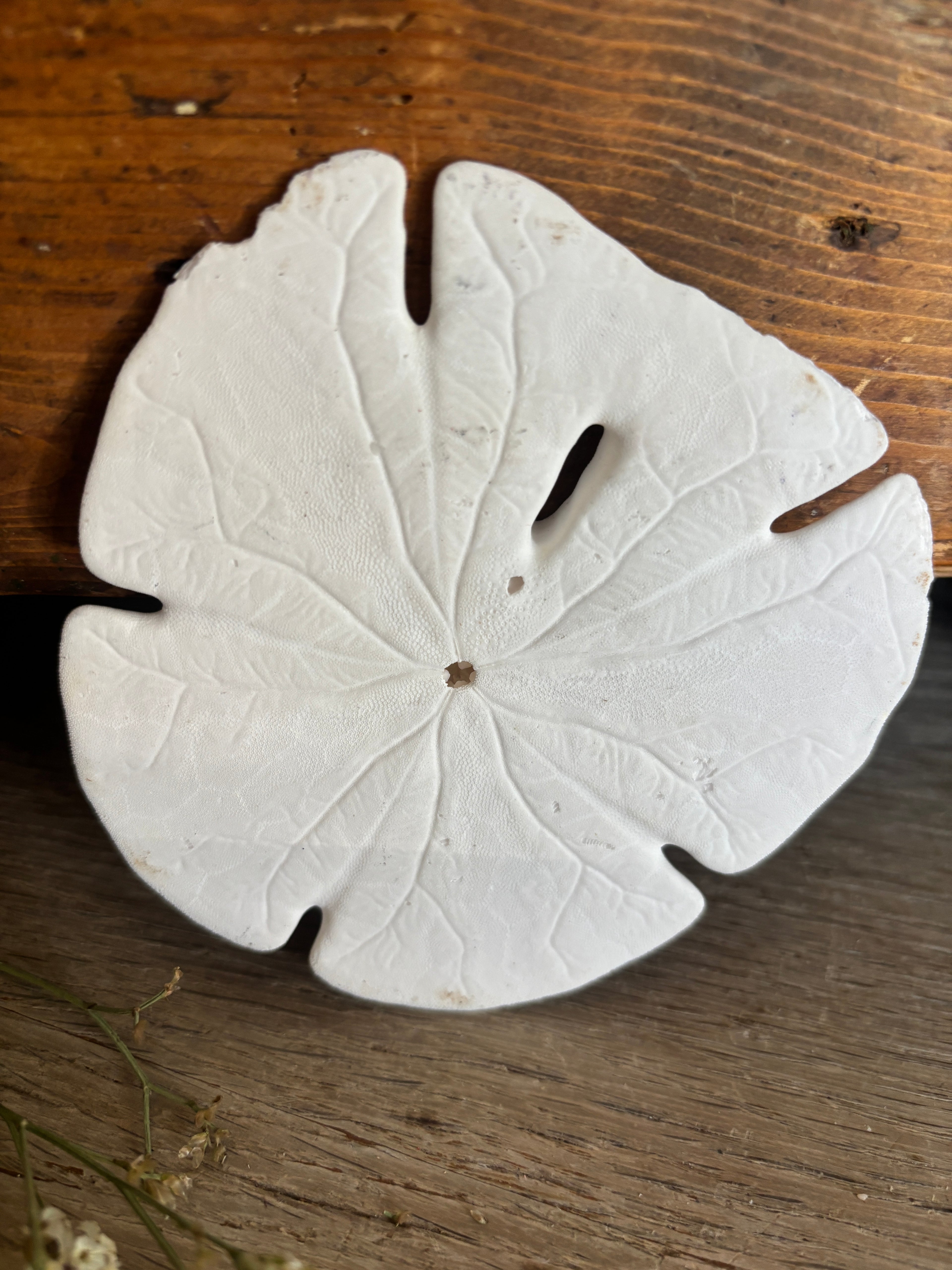 Sand Dollar Bundle