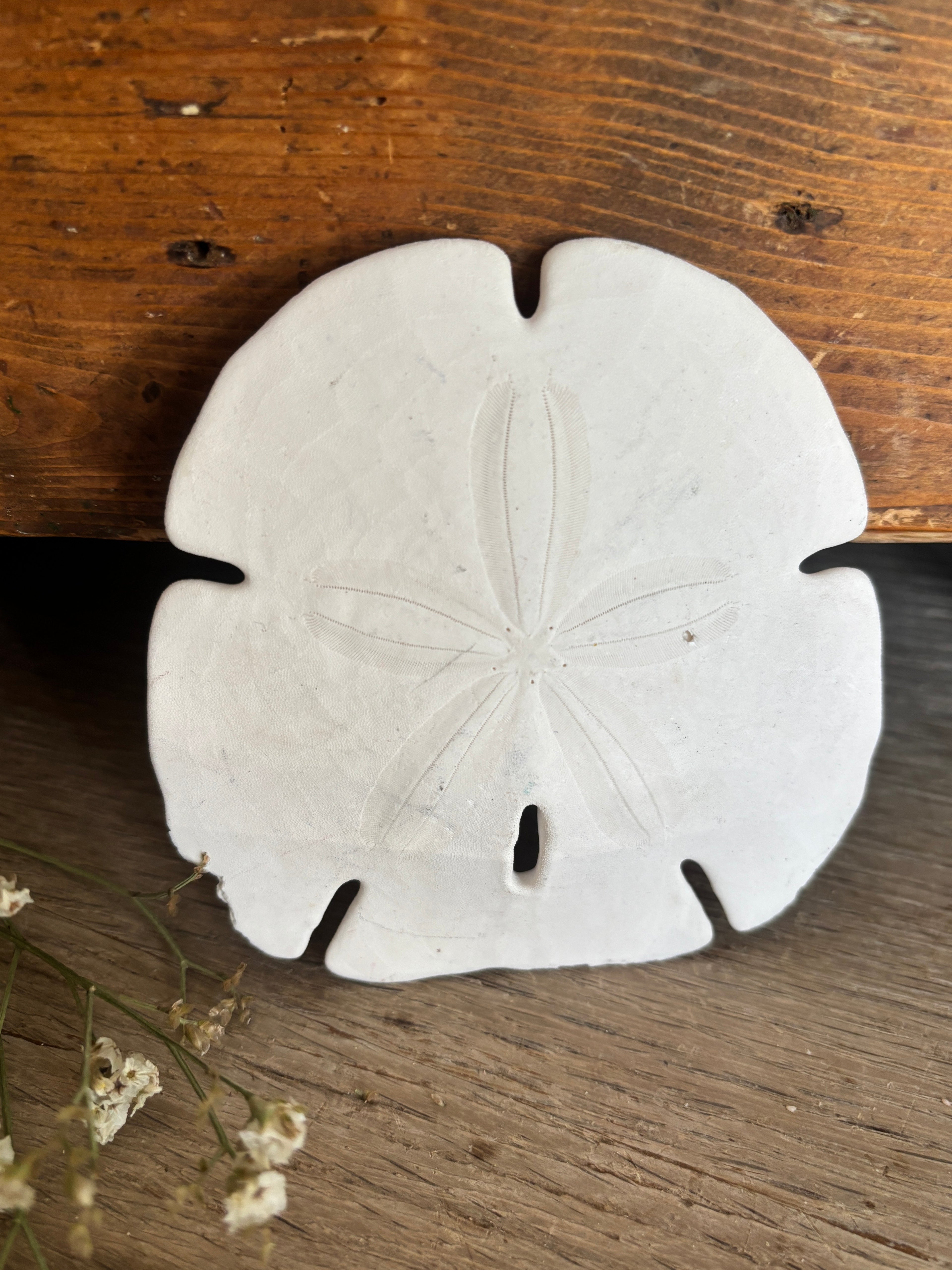 Sand Dollar Bundle