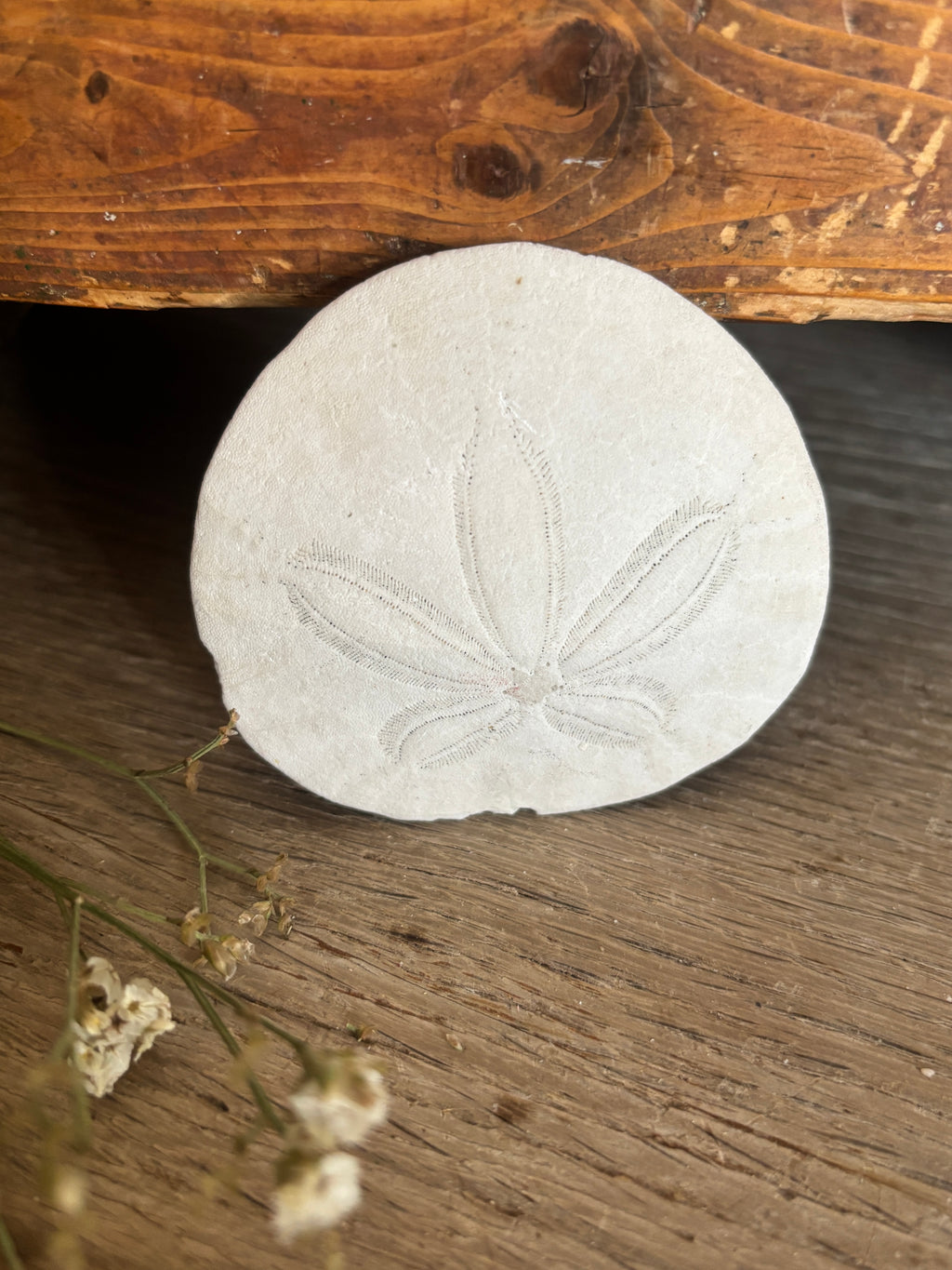 Sand Dollar Bundle