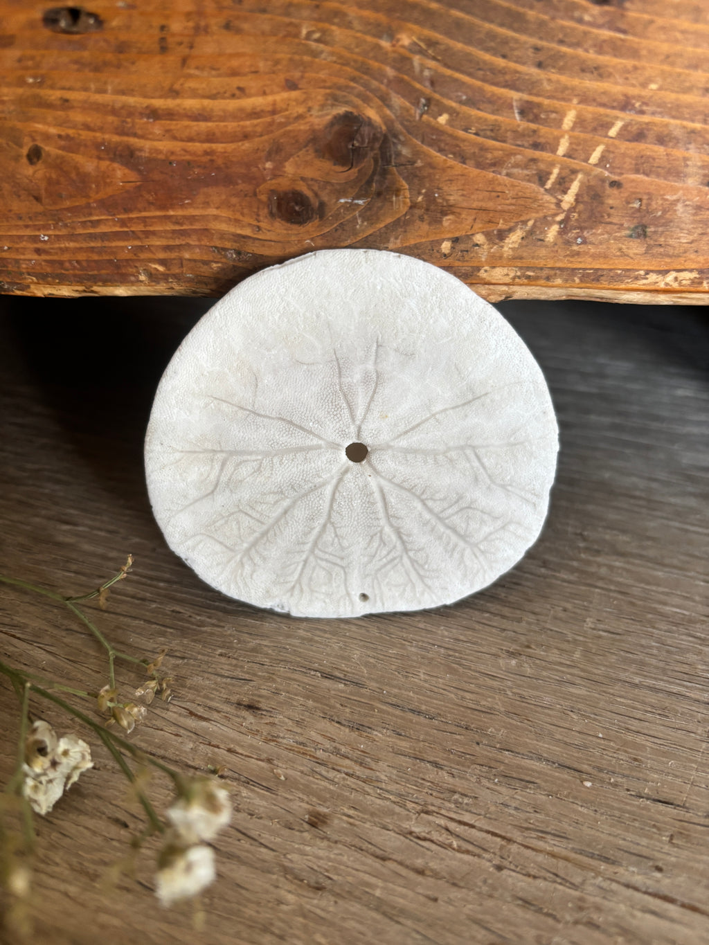 Sand Dollar Bundle
