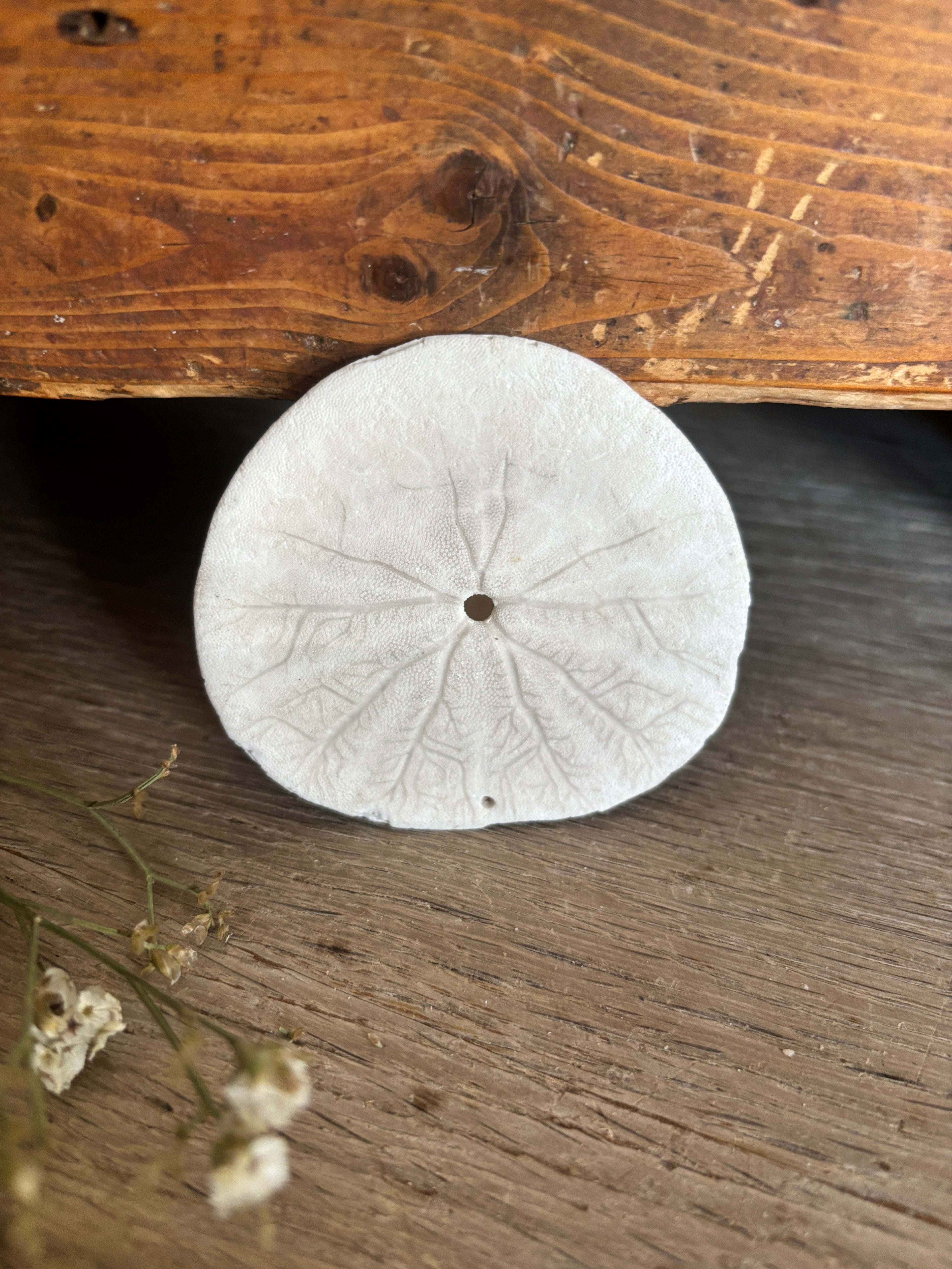 Sand Dollar Bundle