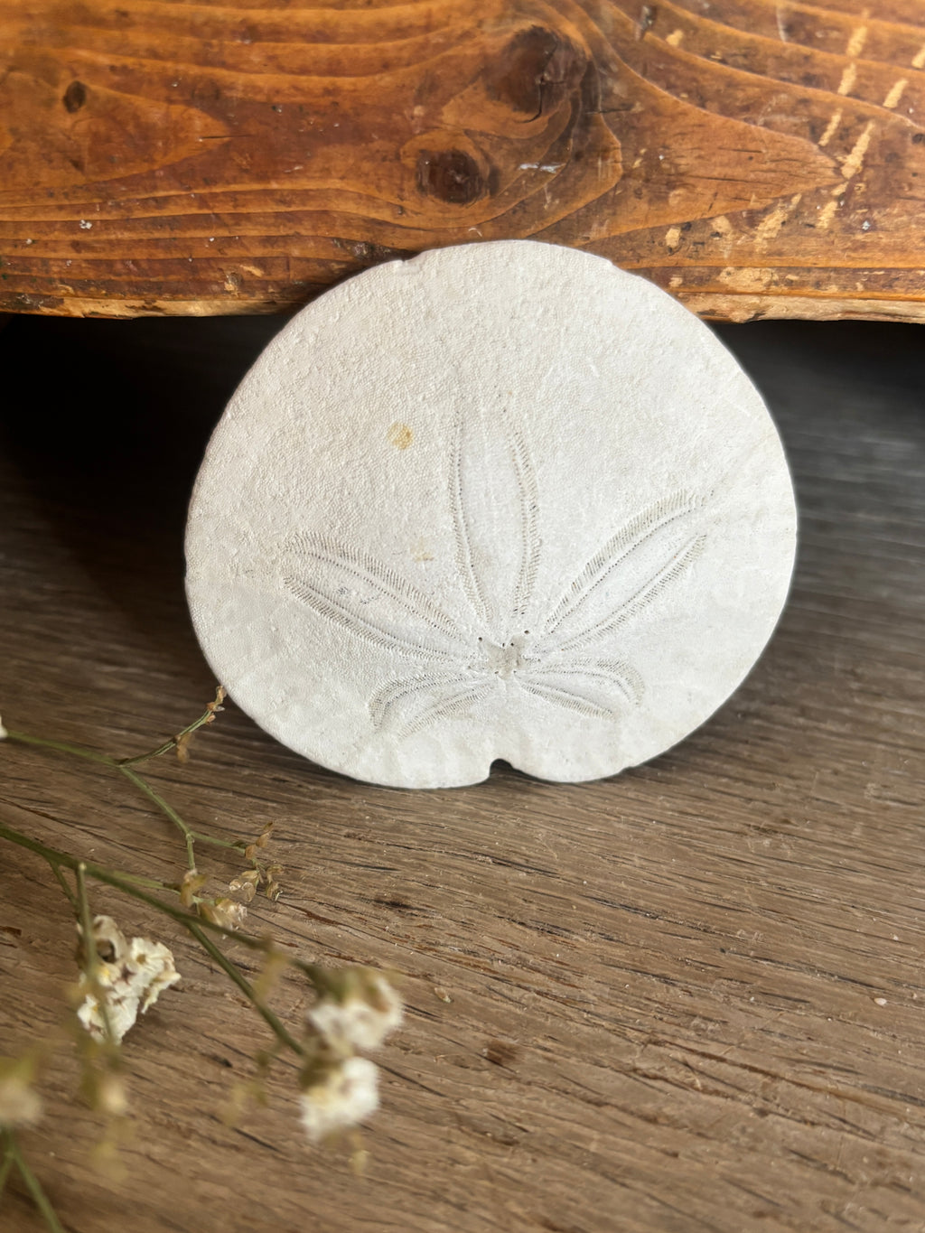 Sand Dollar Bundle
