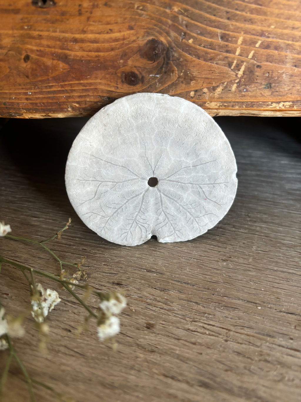 Sand Dollar Bundle