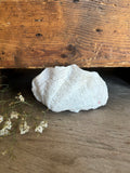 Natural Small White Clam Shell