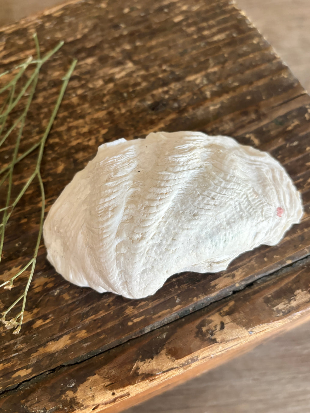 Natural Small White Clam Shell