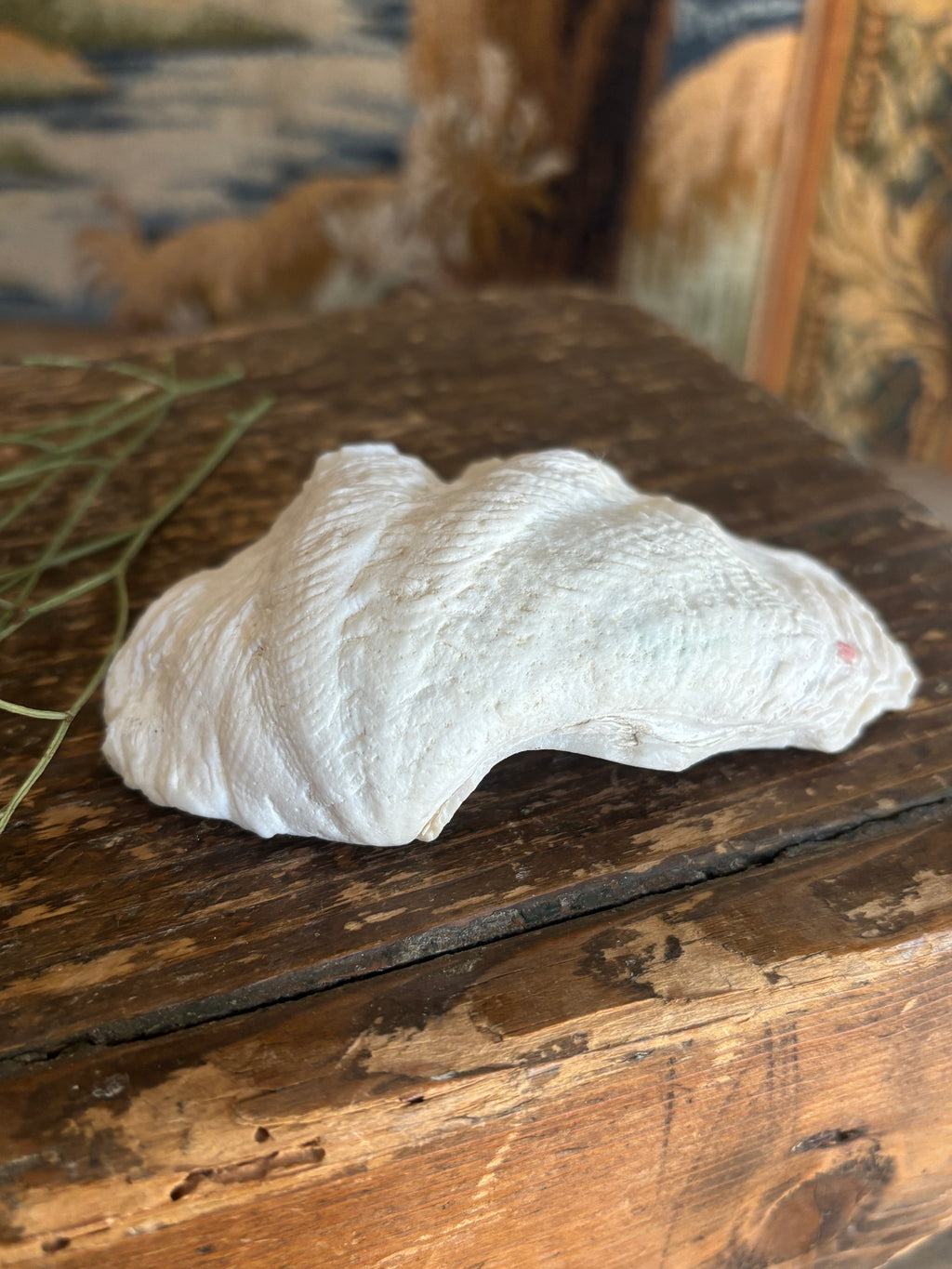 Natural Small White Clam Shell