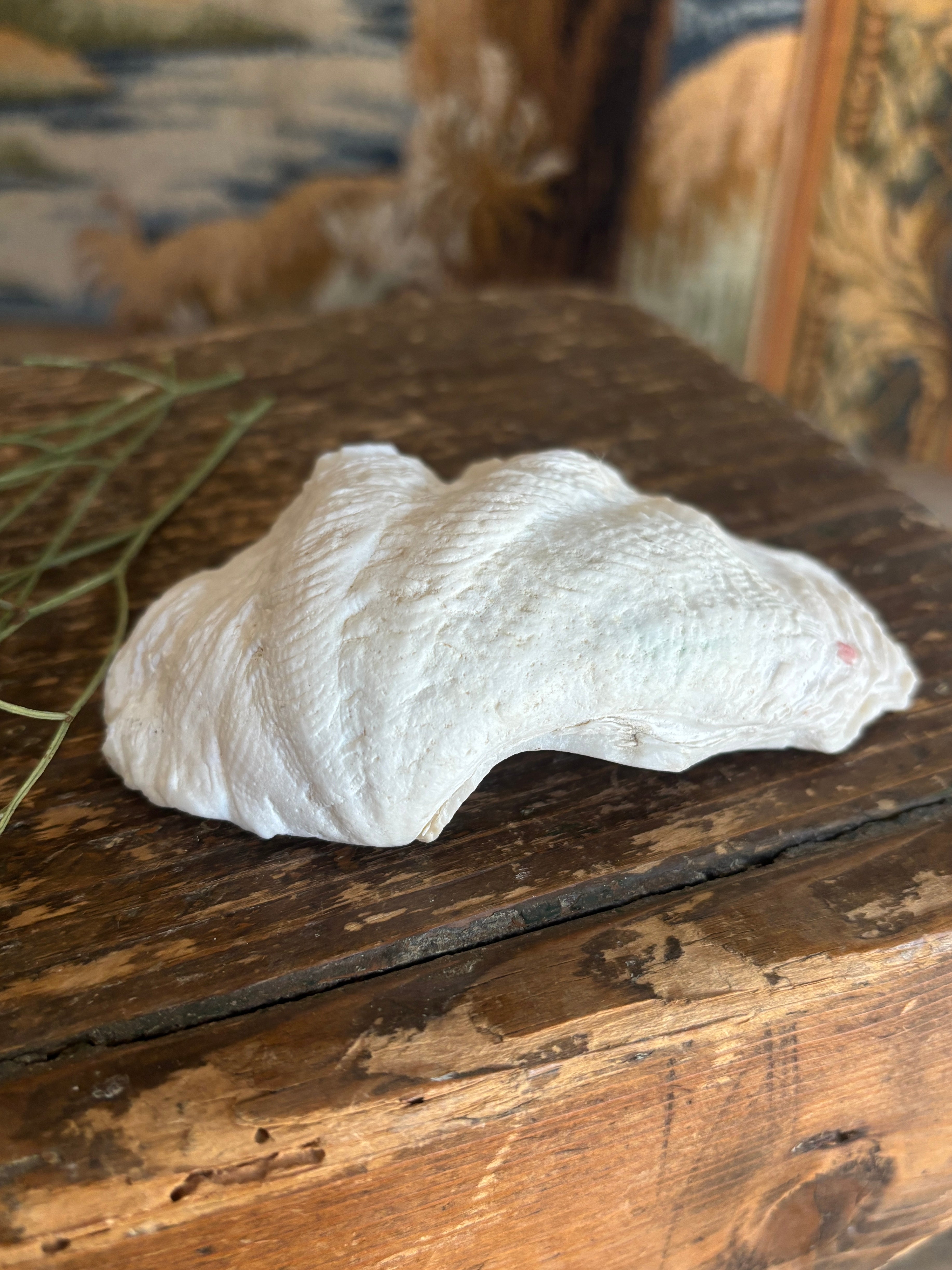 Natural Small White Clam Shell