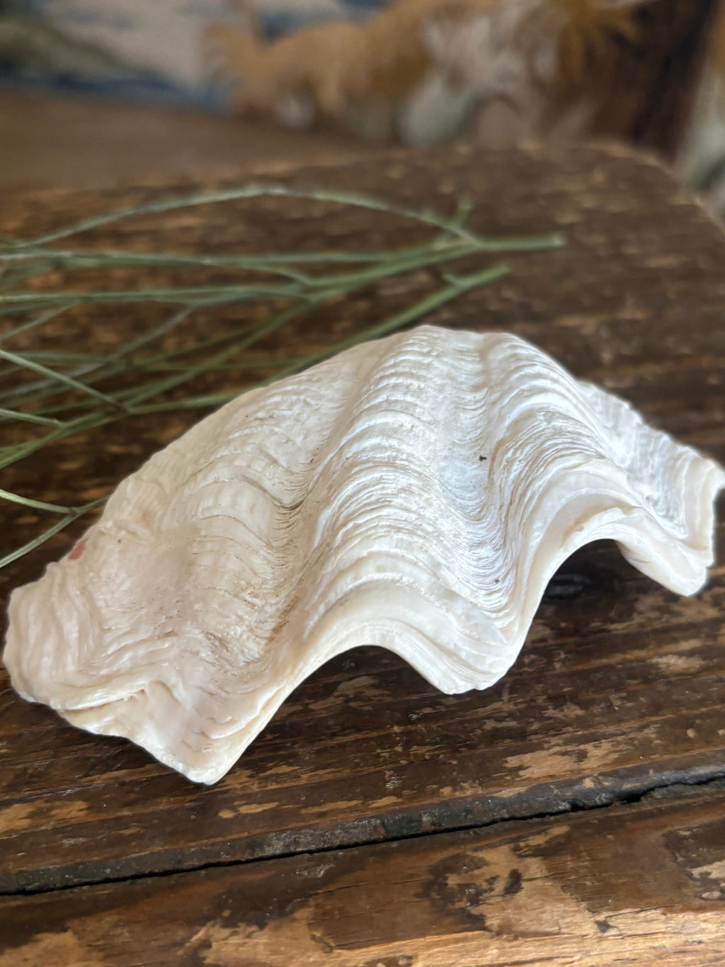 Natural Small White Clam Shell