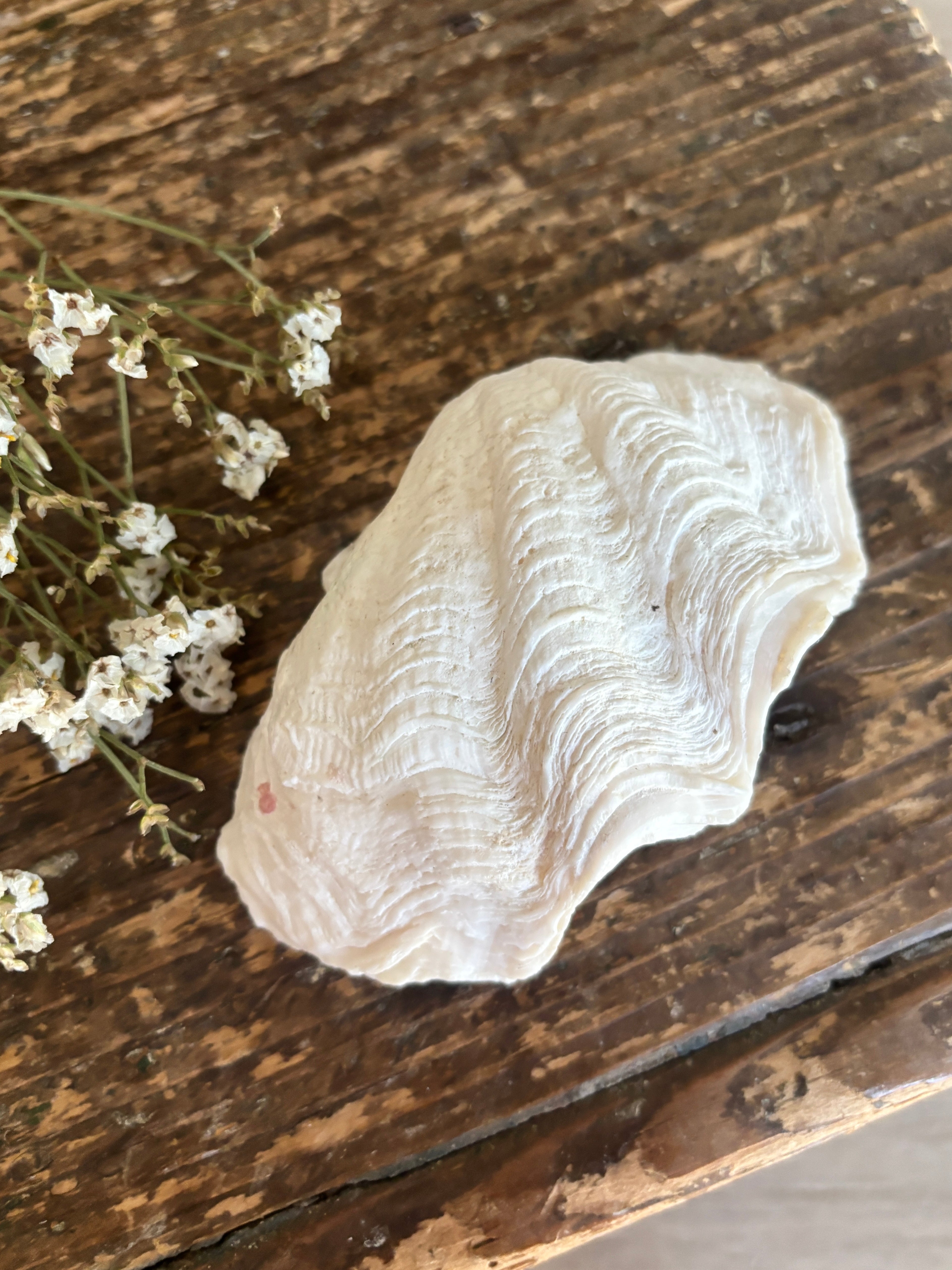 Natural Small White Clam Shell