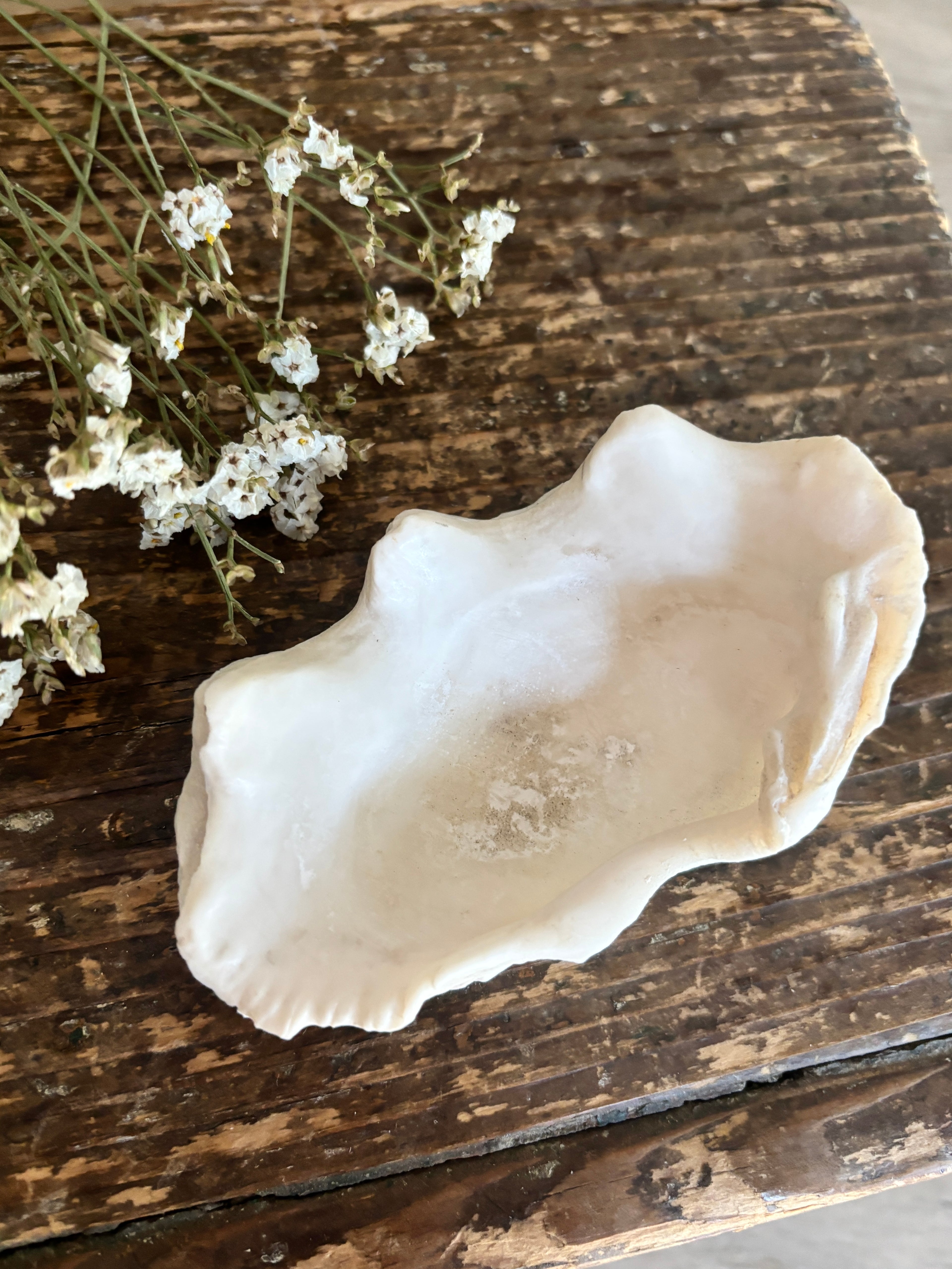 Natural Small White Clam Shell