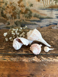 Conch & Whelk Shell Bundle