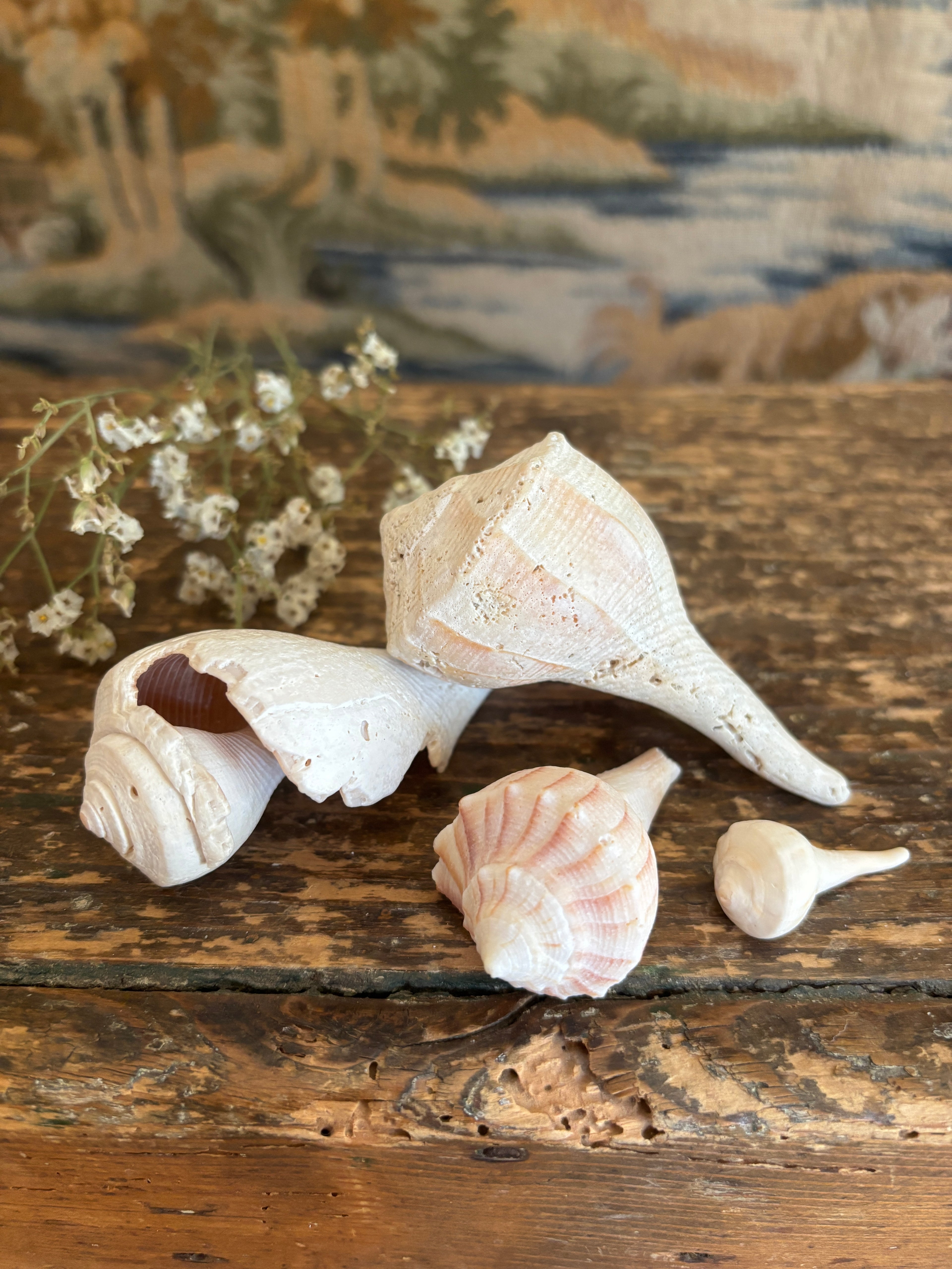 Conch & Whelk Shell Bundle