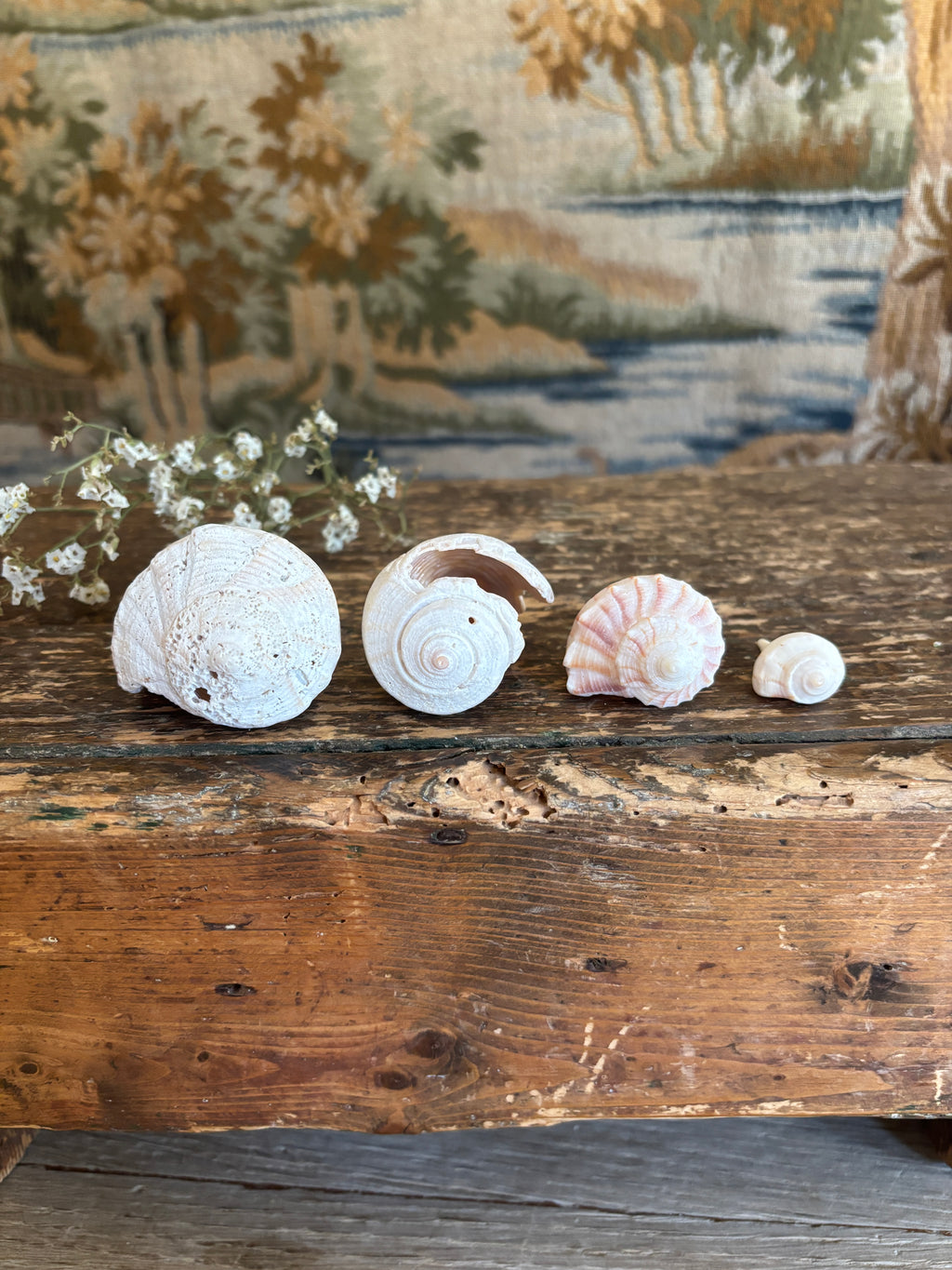 Conch & Whelk Shell Bundle