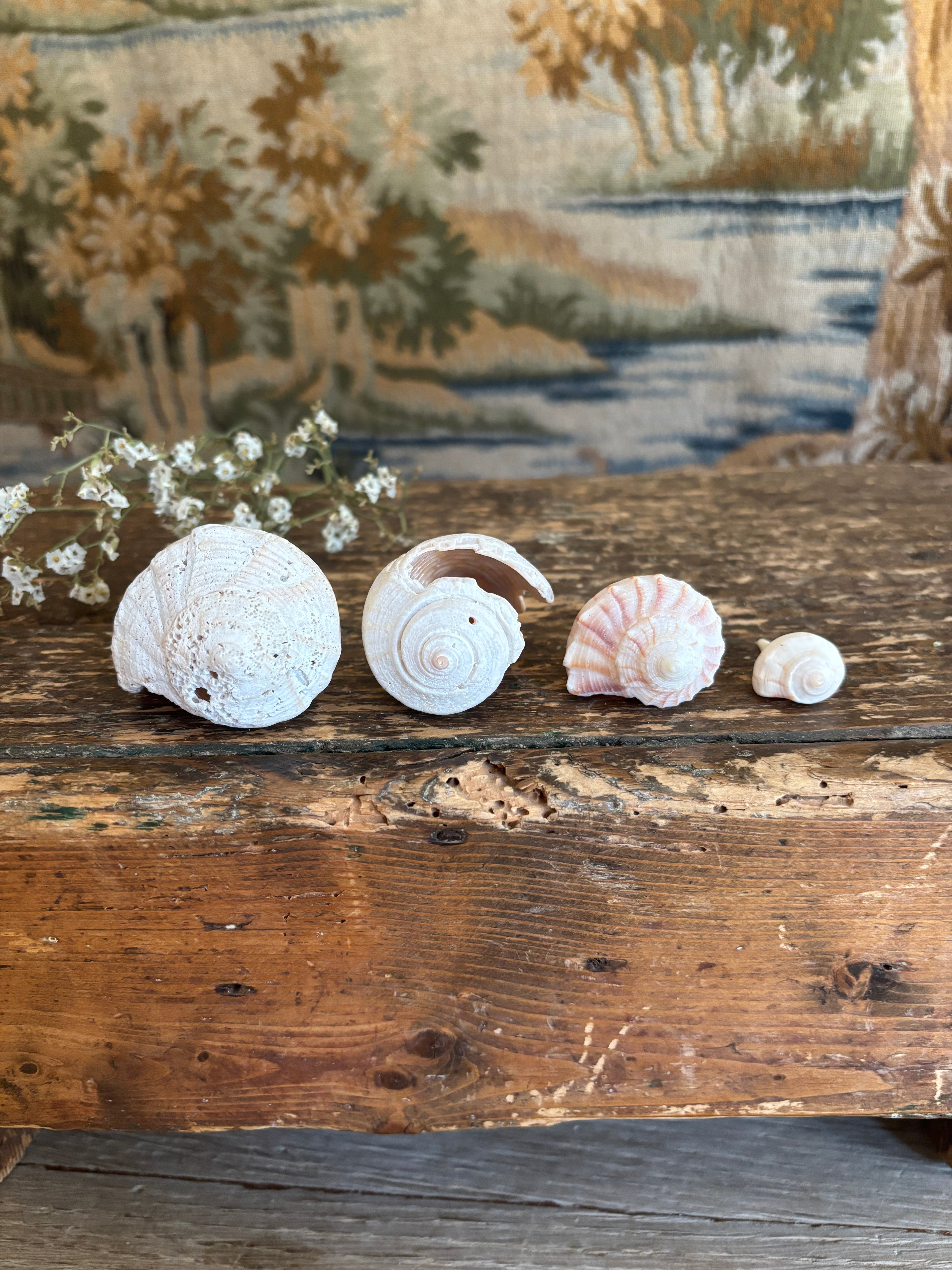 Conch & Whelk Shell Bundle