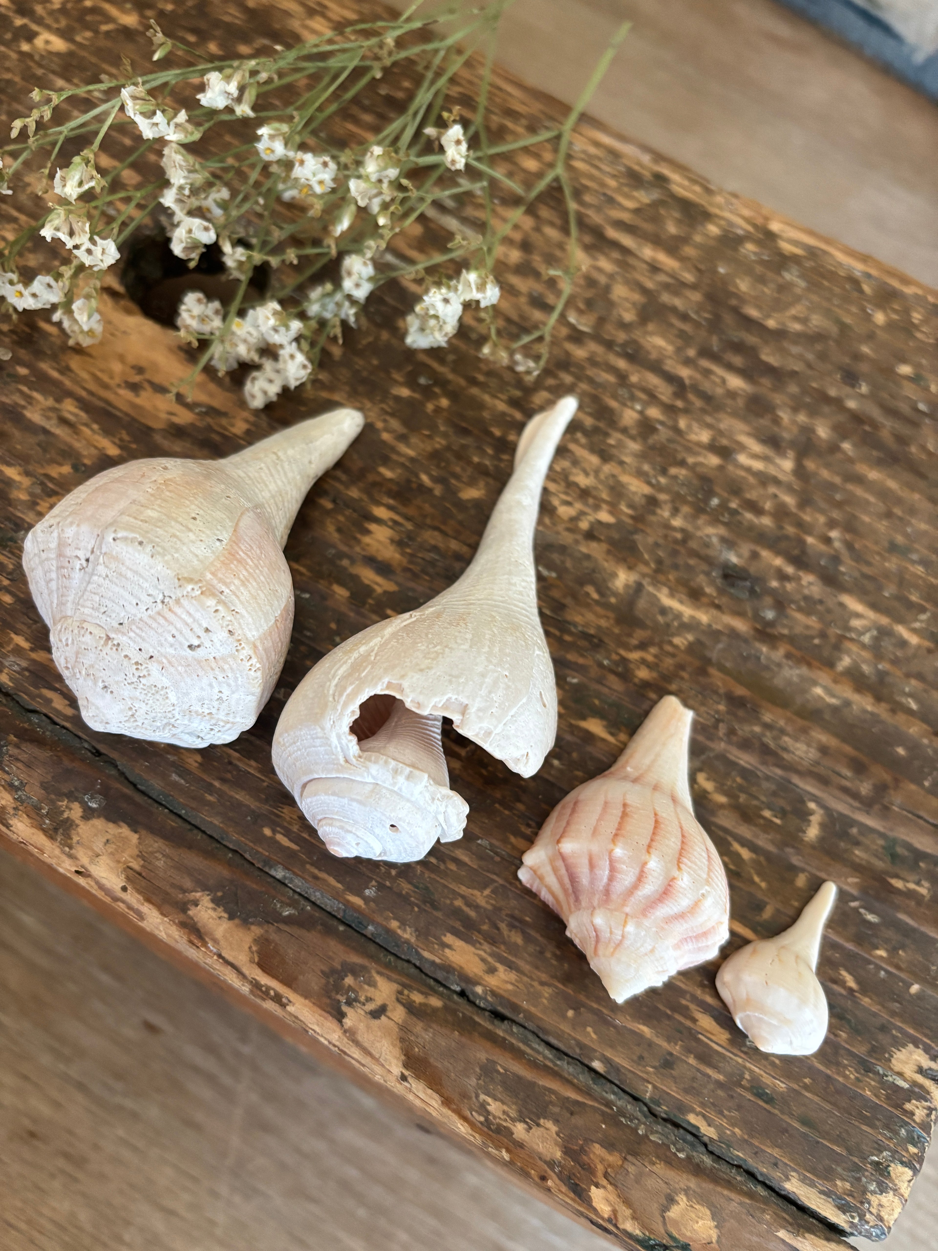 Conch & Whelk Shell Bundle