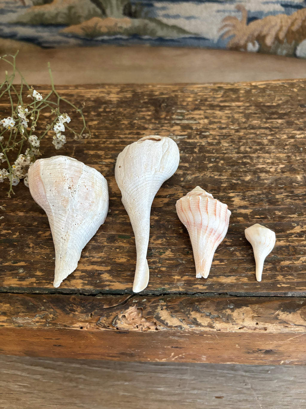 Conch & Whelk Shell Bundle
