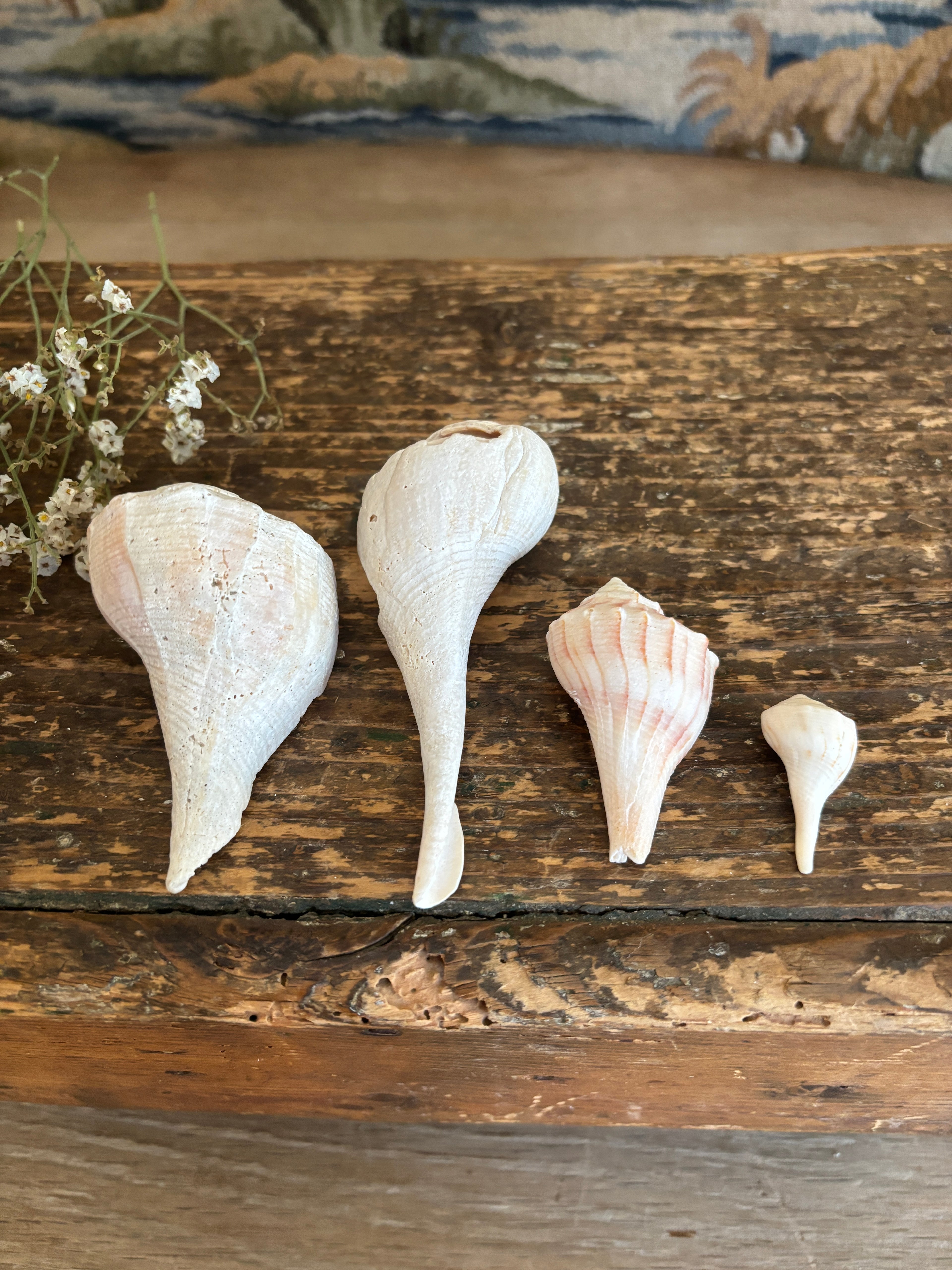 Conch & Whelk Shell Bundle
