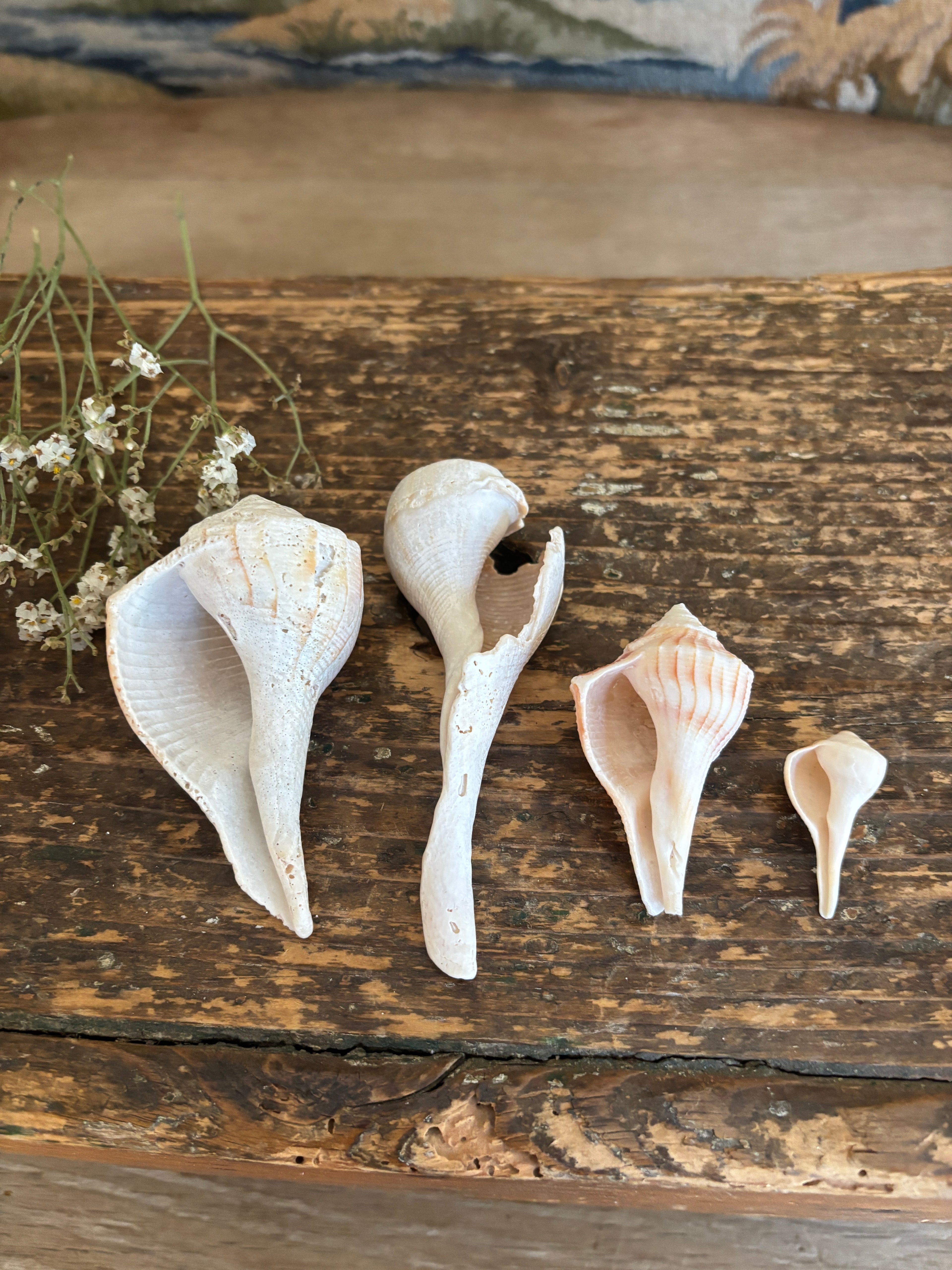 Conch & Whelk Shell Bundle