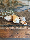 Japanese Land Snail, Fighting Conch & Mixed Shell Bundle