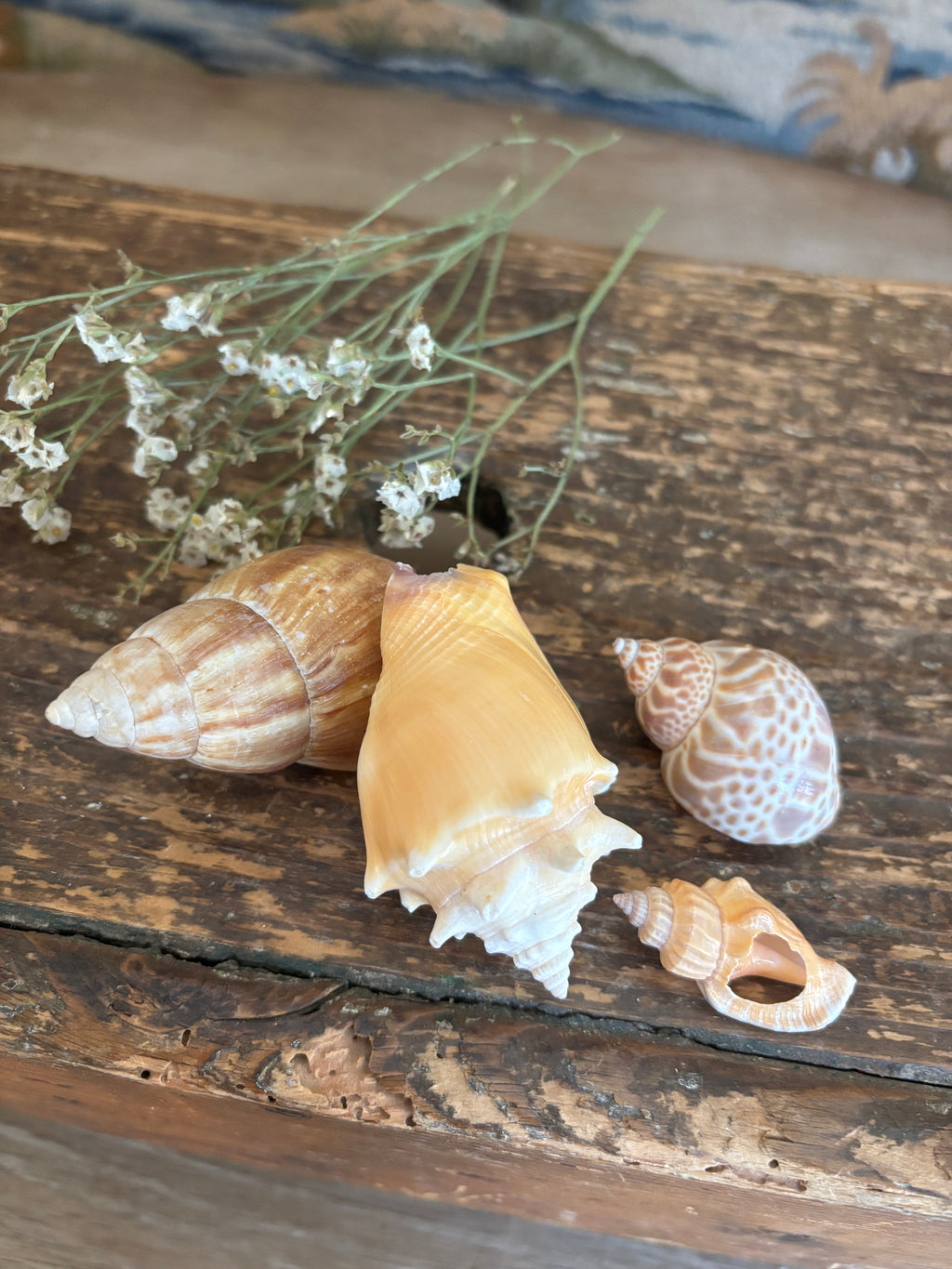 Japanese Land Snail, Fighting Conch & Mixed Shell Bundle