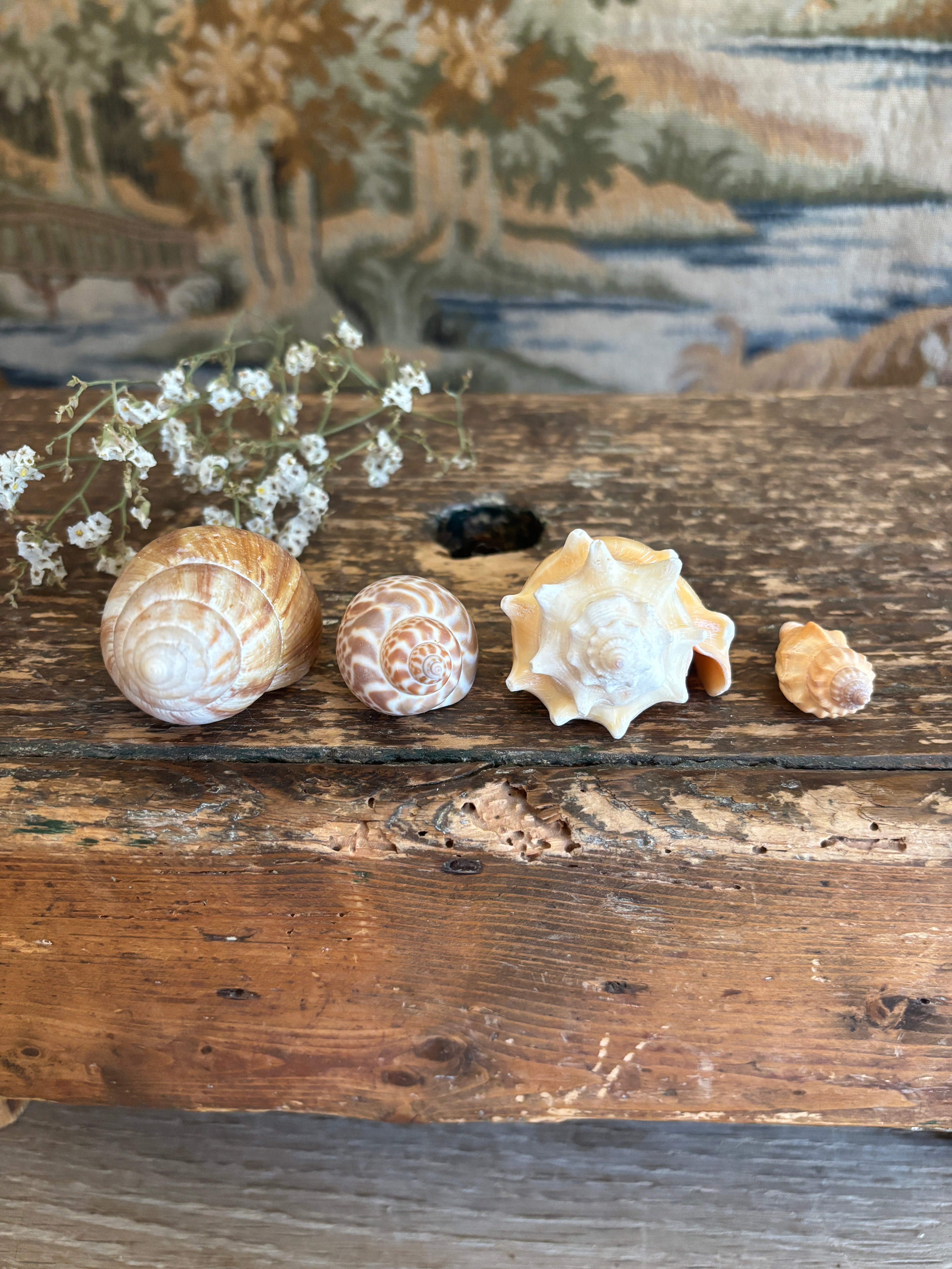 Japanese Land Snail, Fighting Conch & Mixed Shell Bundle