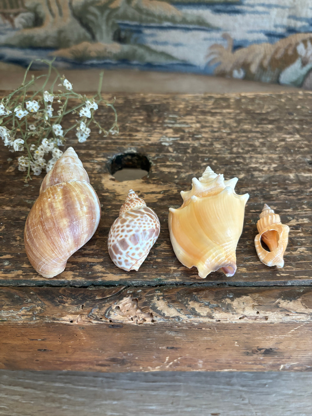 Japanese Land Snail, Fighting Conch & Mixed Shell Bundle