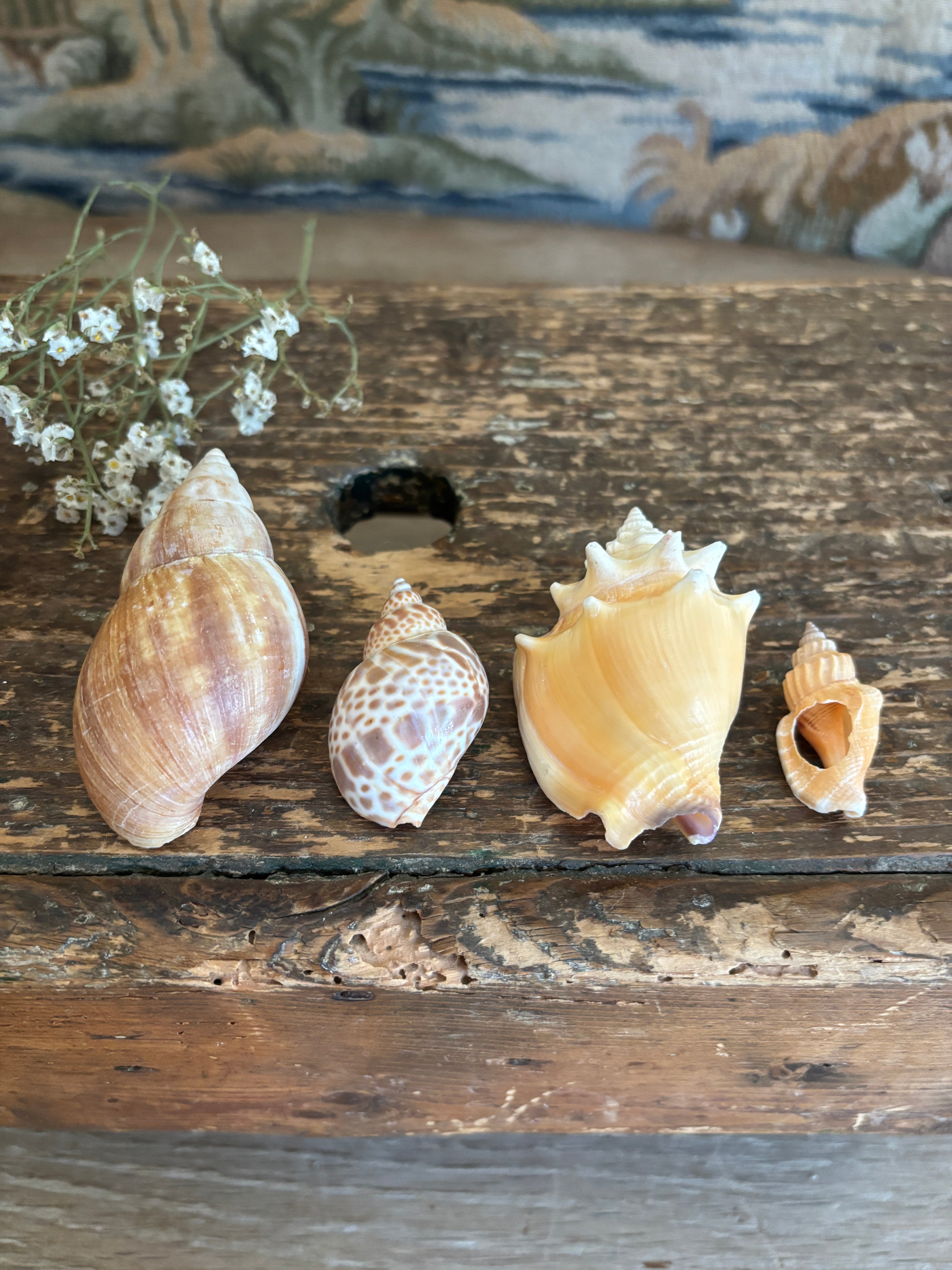 Japanese Land Snail, Fighting Conch & Mixed Shell Bundle