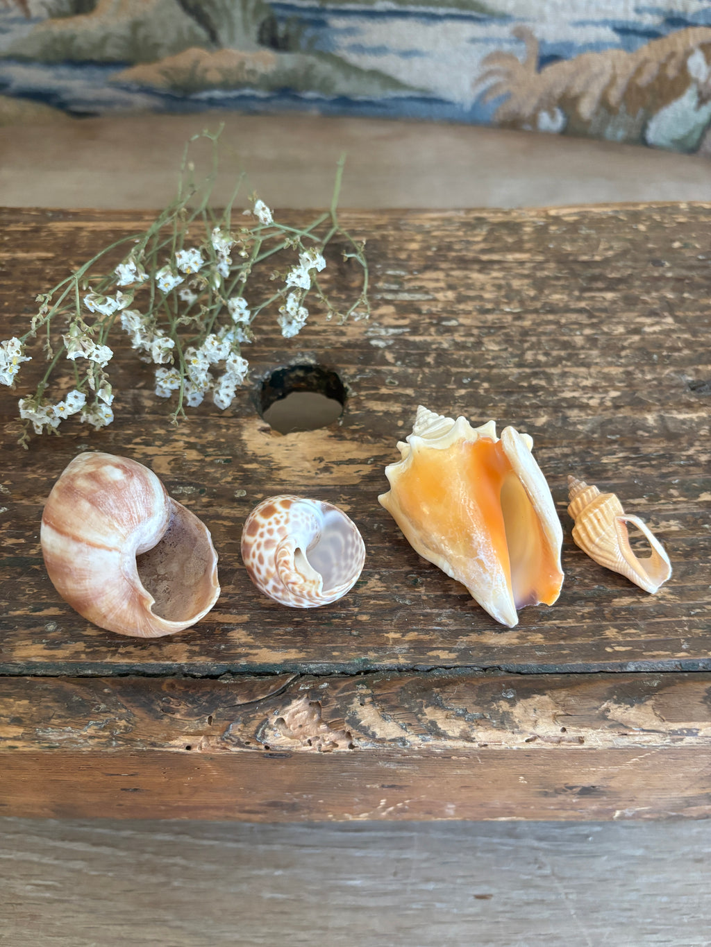 Japanese Land Snail, Fighting Conch & Mixed Shell Bundle
