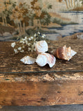 Conch & Spiral Shell Bundle