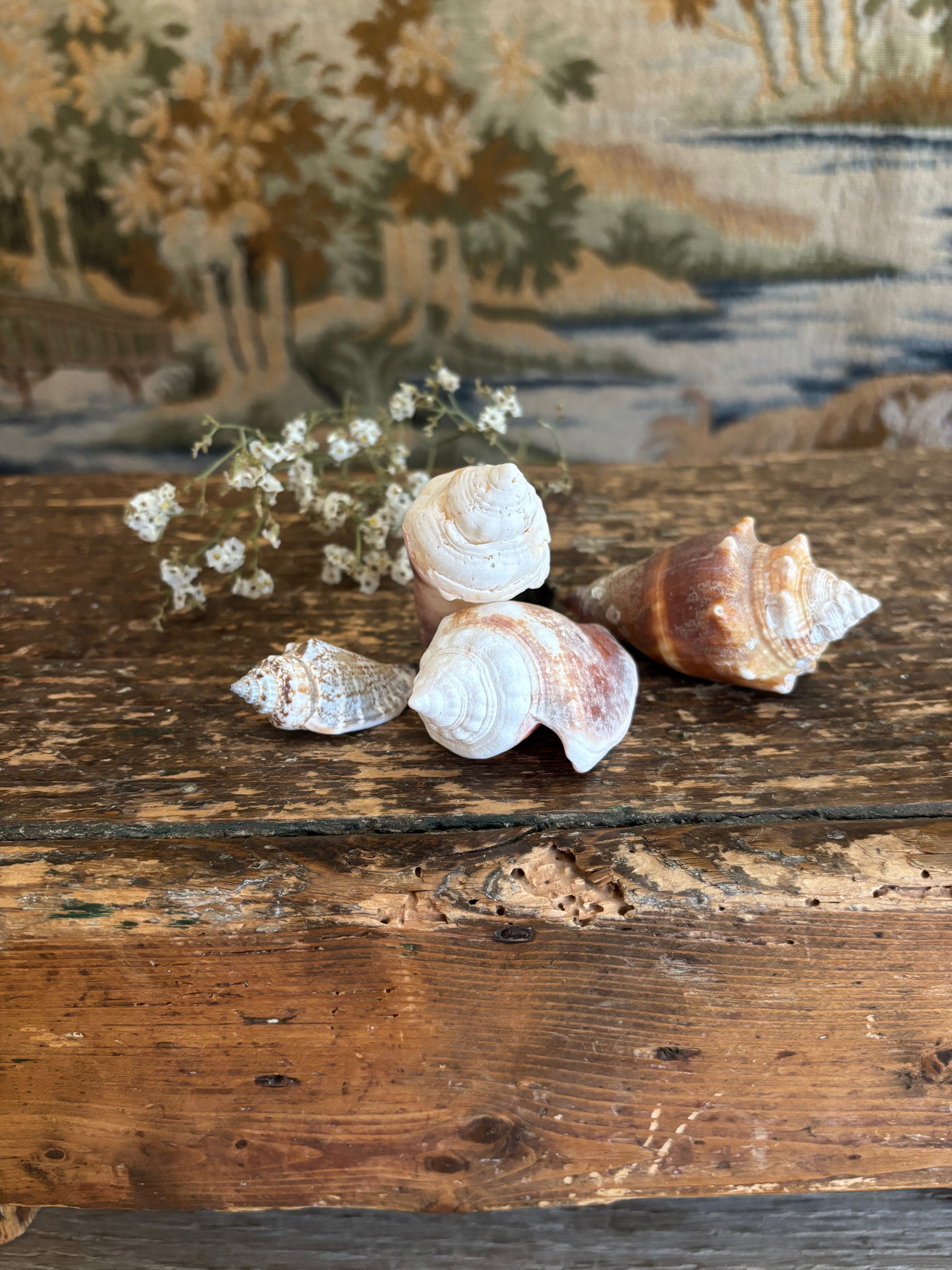 Conch & Spiral Shell Bundle