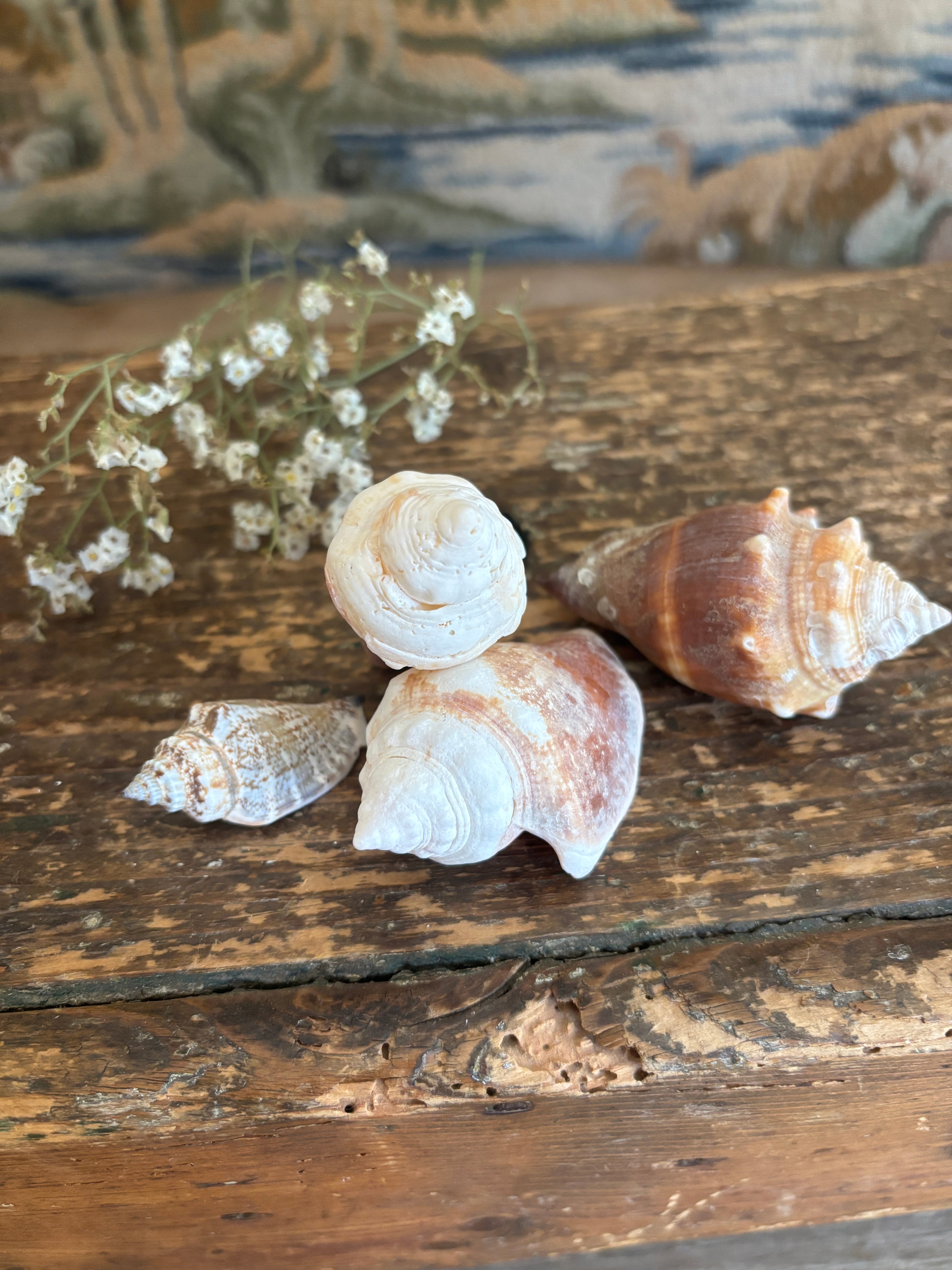 Conch & Spiral Shell Bundle