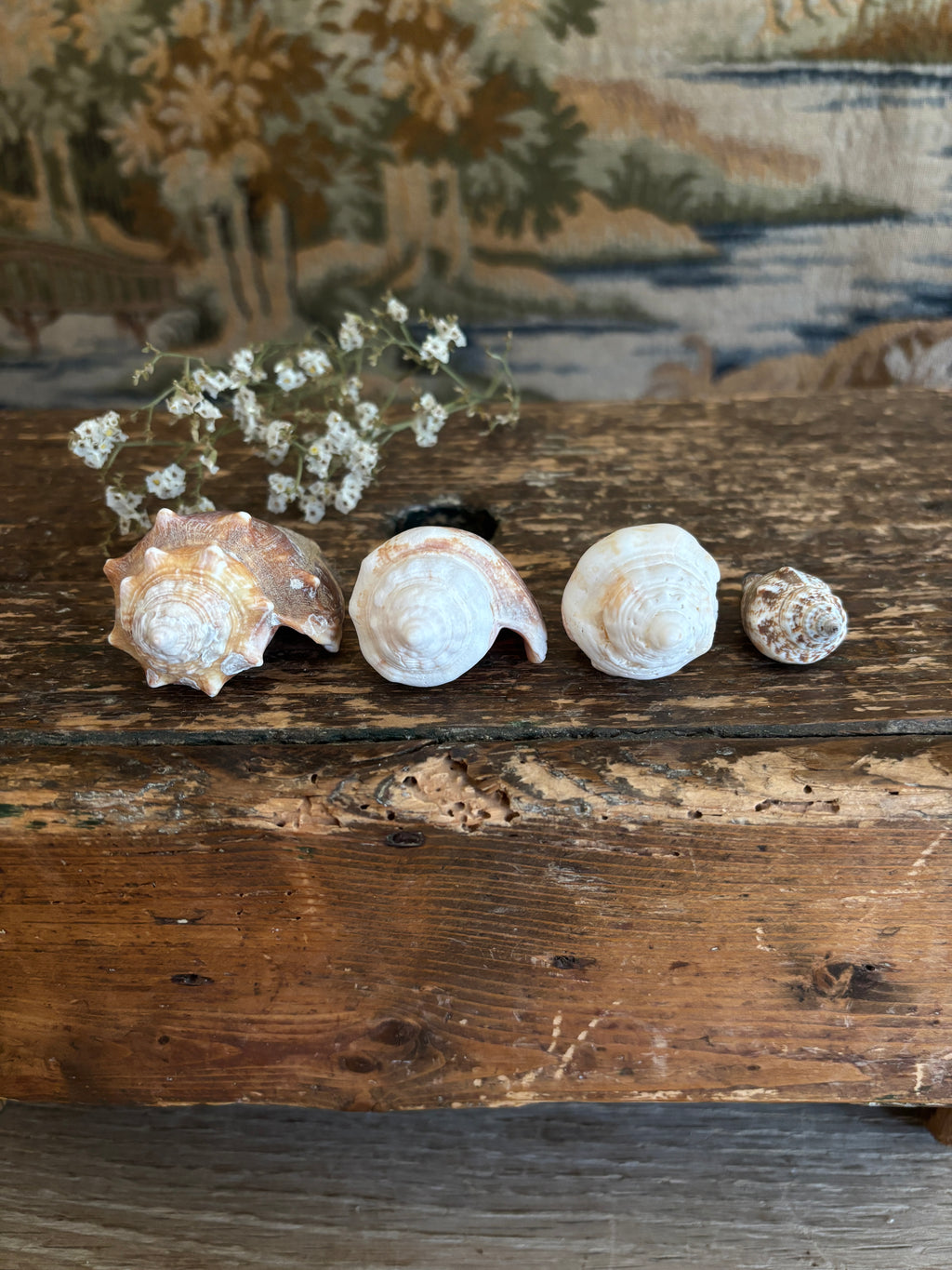 Conch & Spiral Shell Bundle